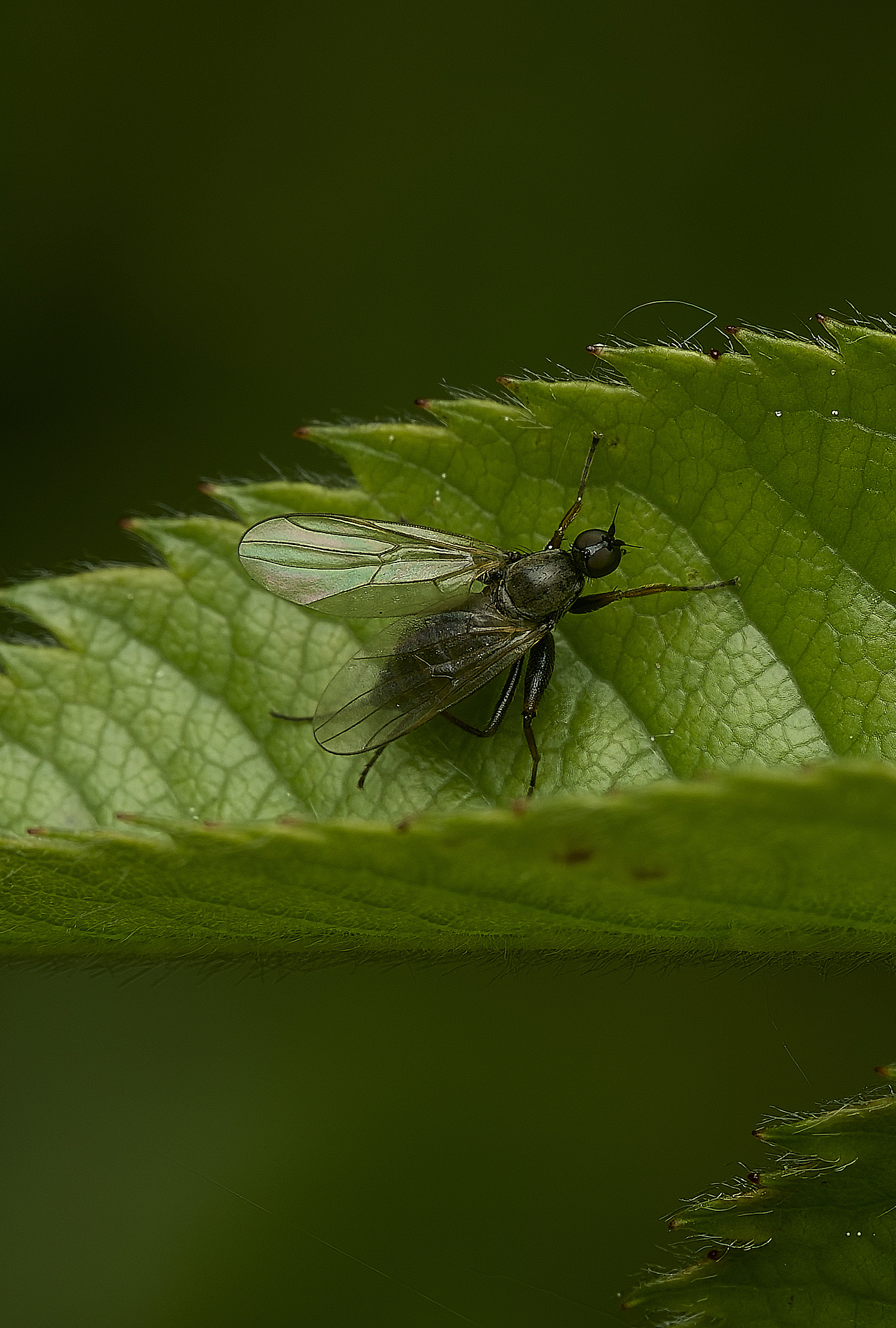HanworthFlySp120526-1