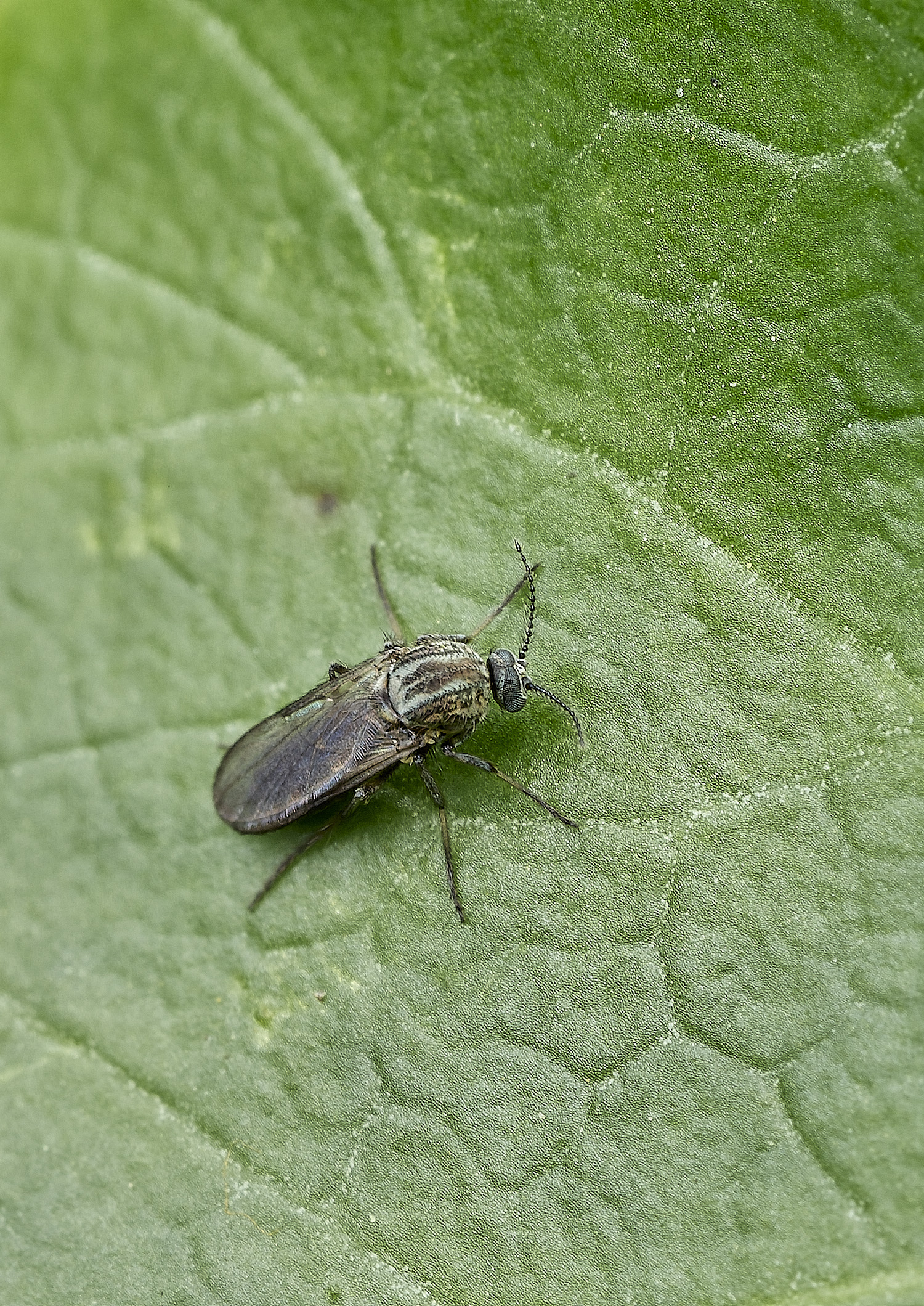 HanworthFlySp220426-1