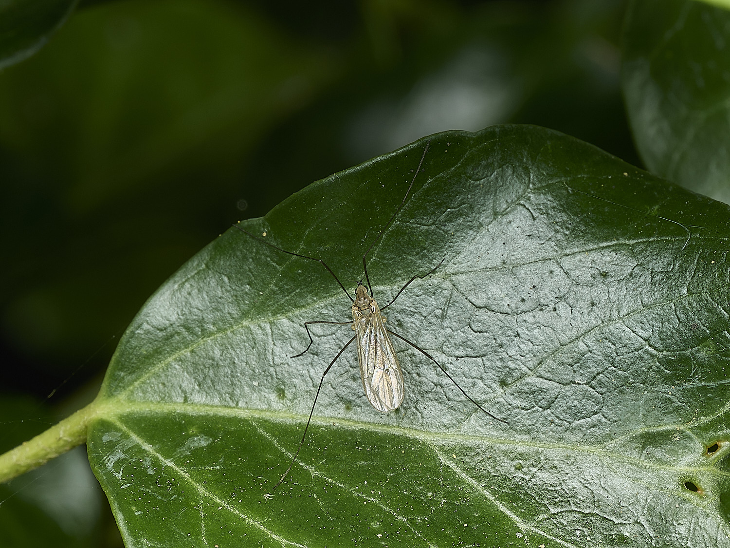 HanworthFlySp4220426-1