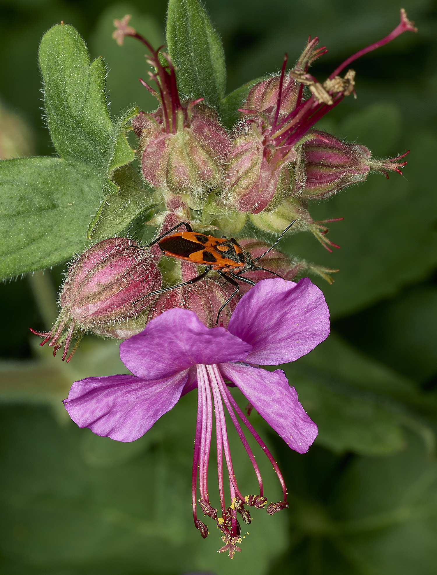 HanworthGeranium180426-2