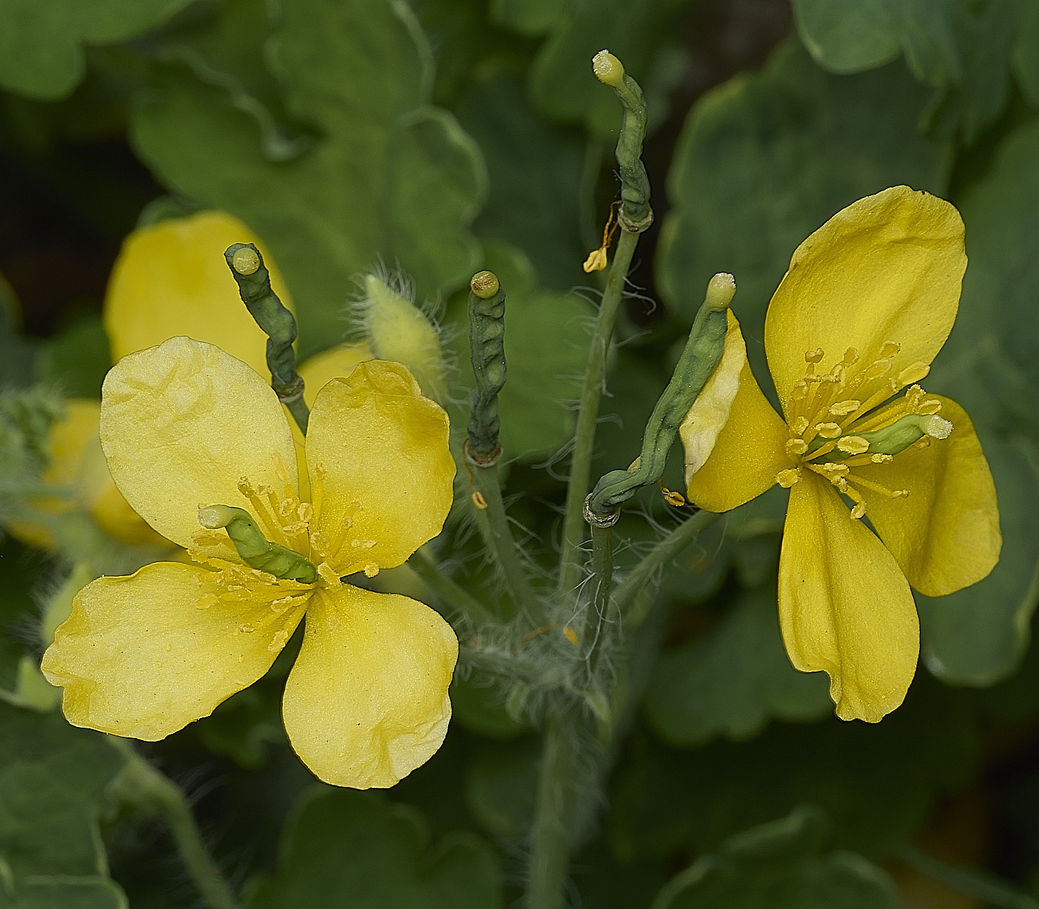 HanworthGreaterCelandine190426-1