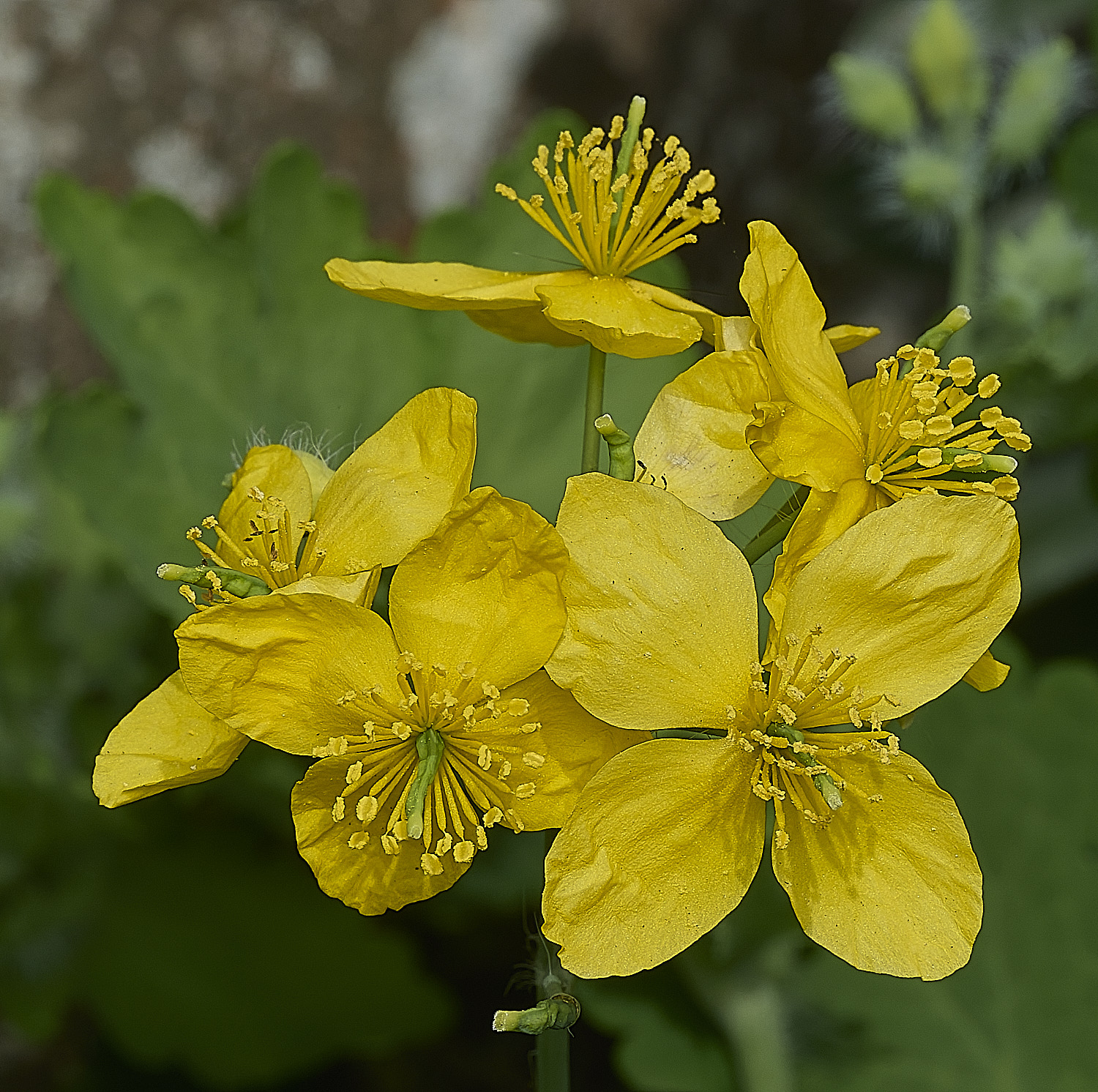 HanworthGreaterCelandine190426-2