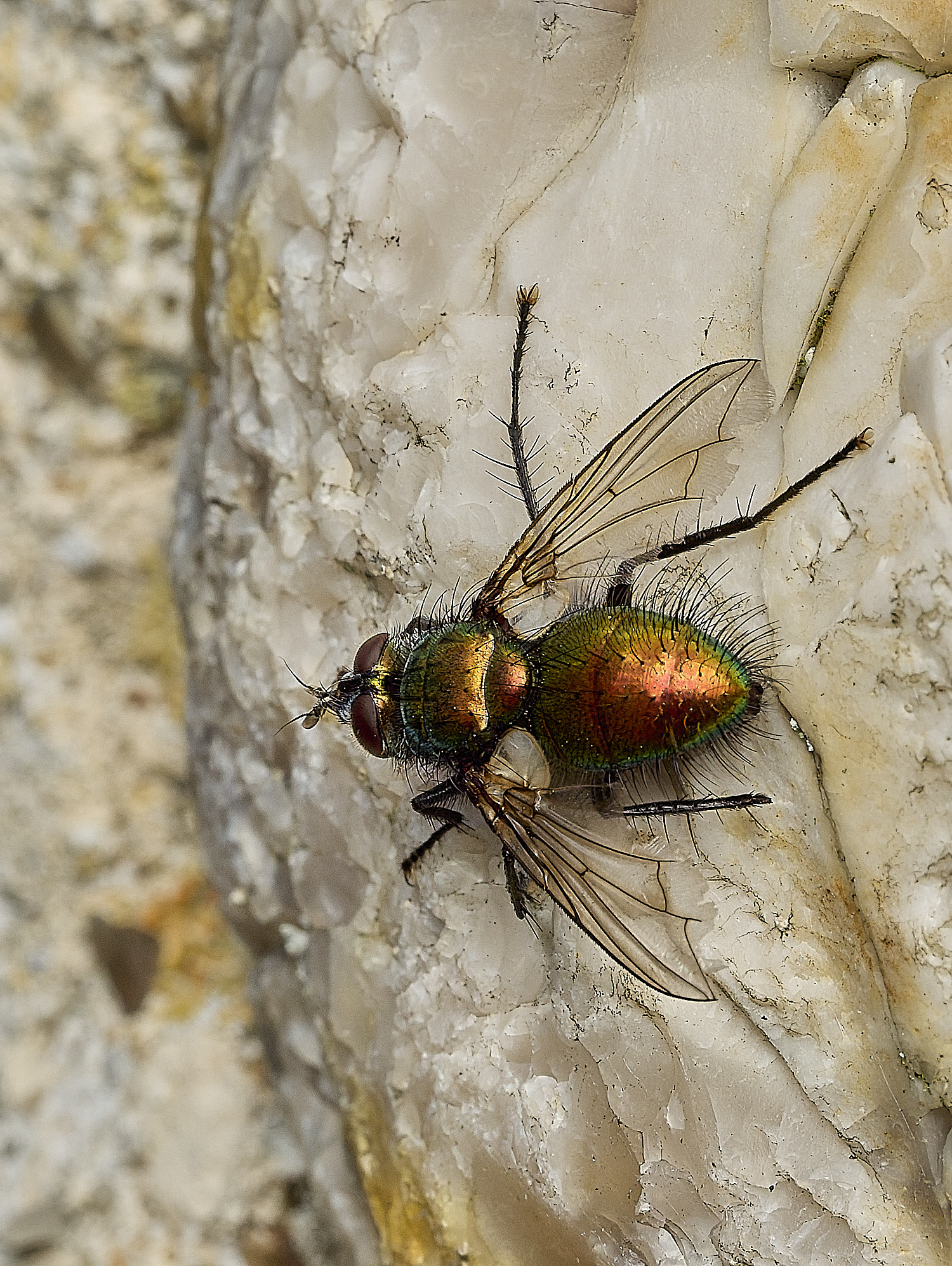 HanworthGreenTachinid200426-1