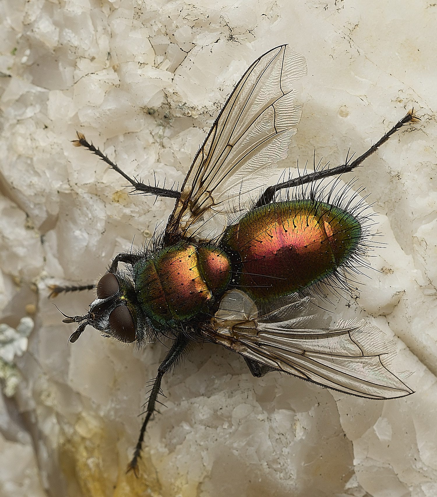 HanworthGreenTachinid200426-3