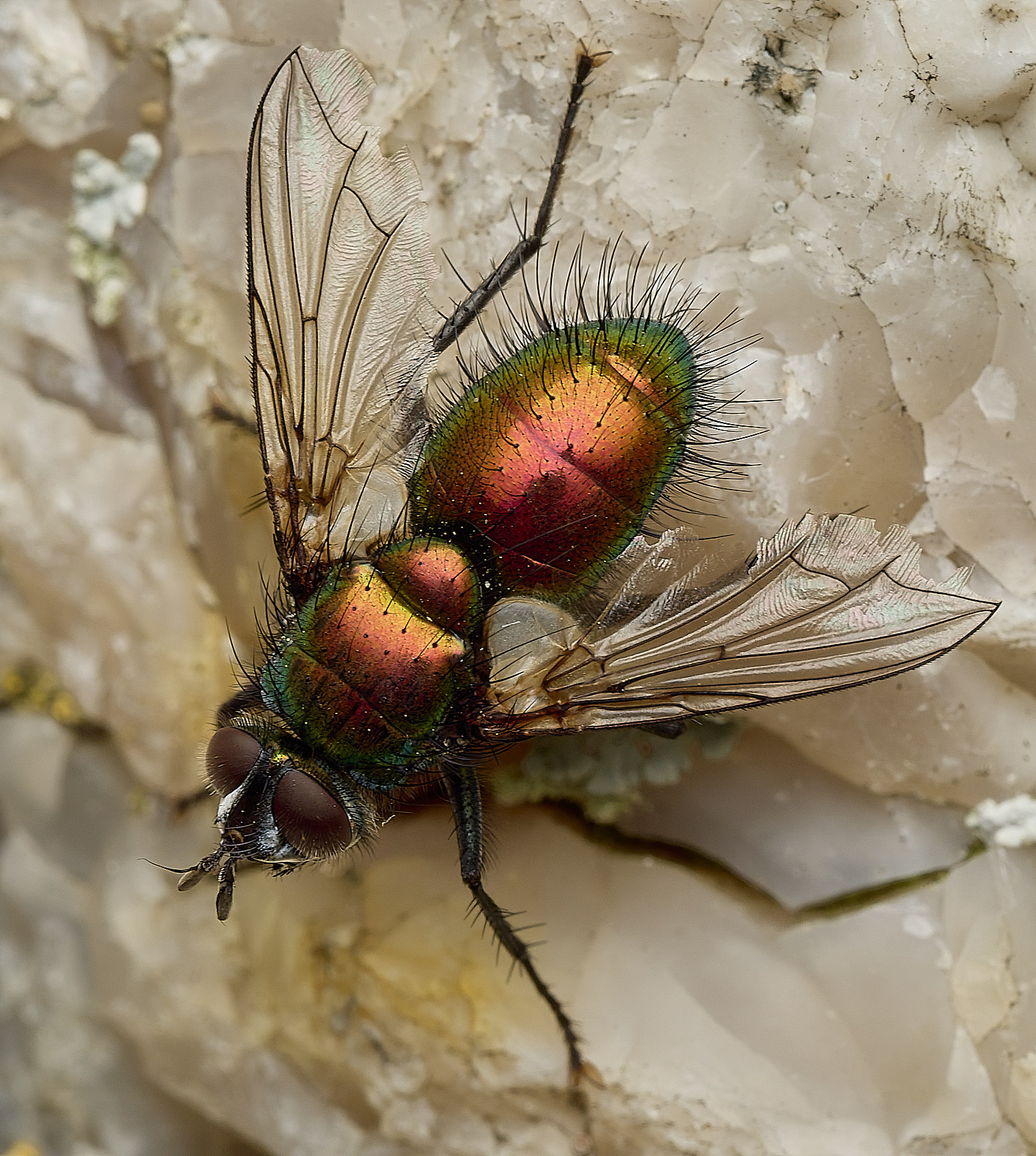 HanworthGreenTachinid200426-4