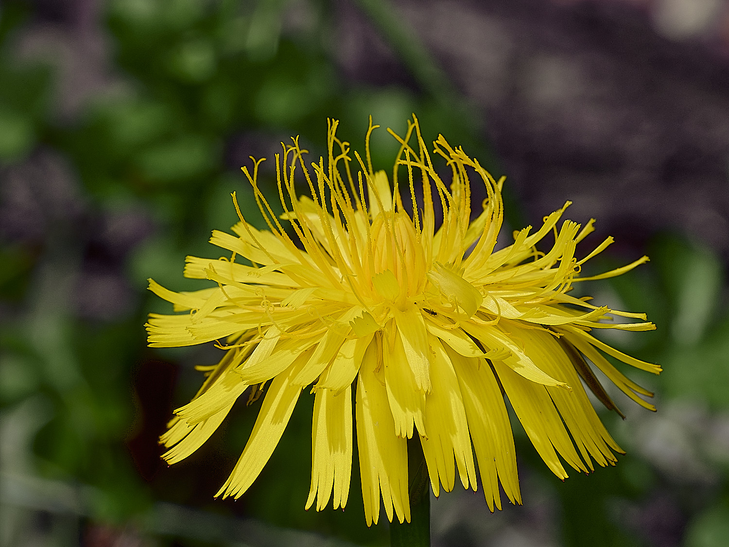 HanworthHawksbeard300526-1