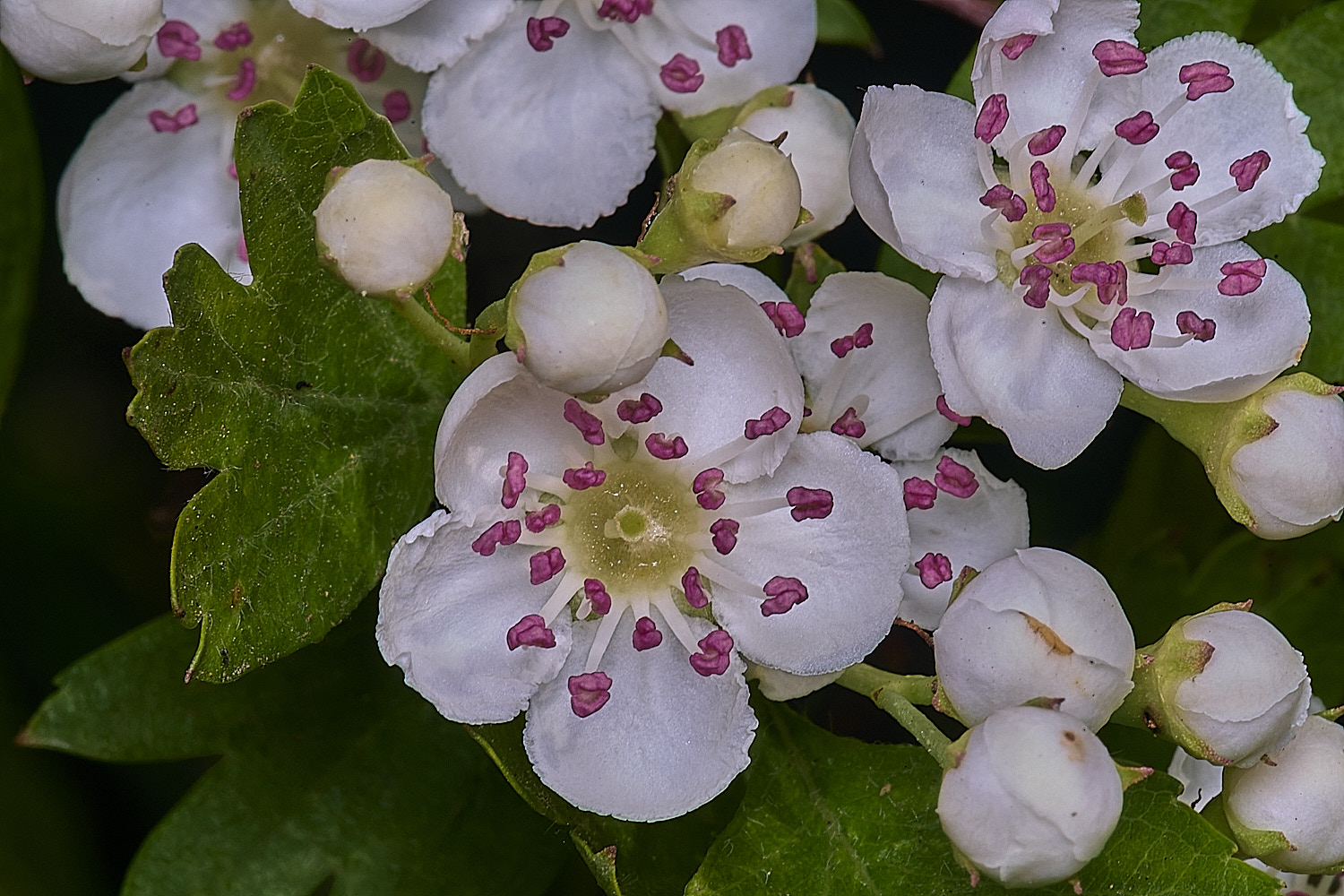 HanworthHawthorn090526-2