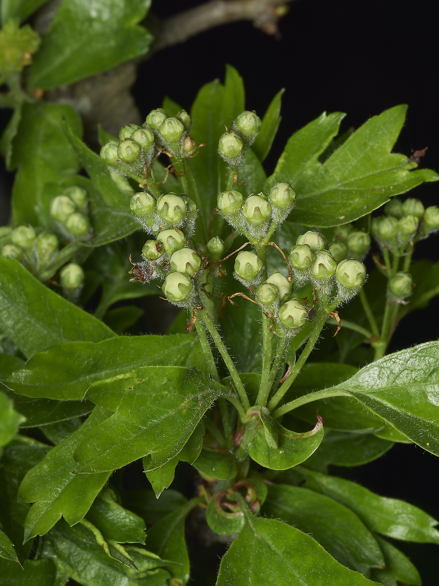 HanworthHawthorn220426-1