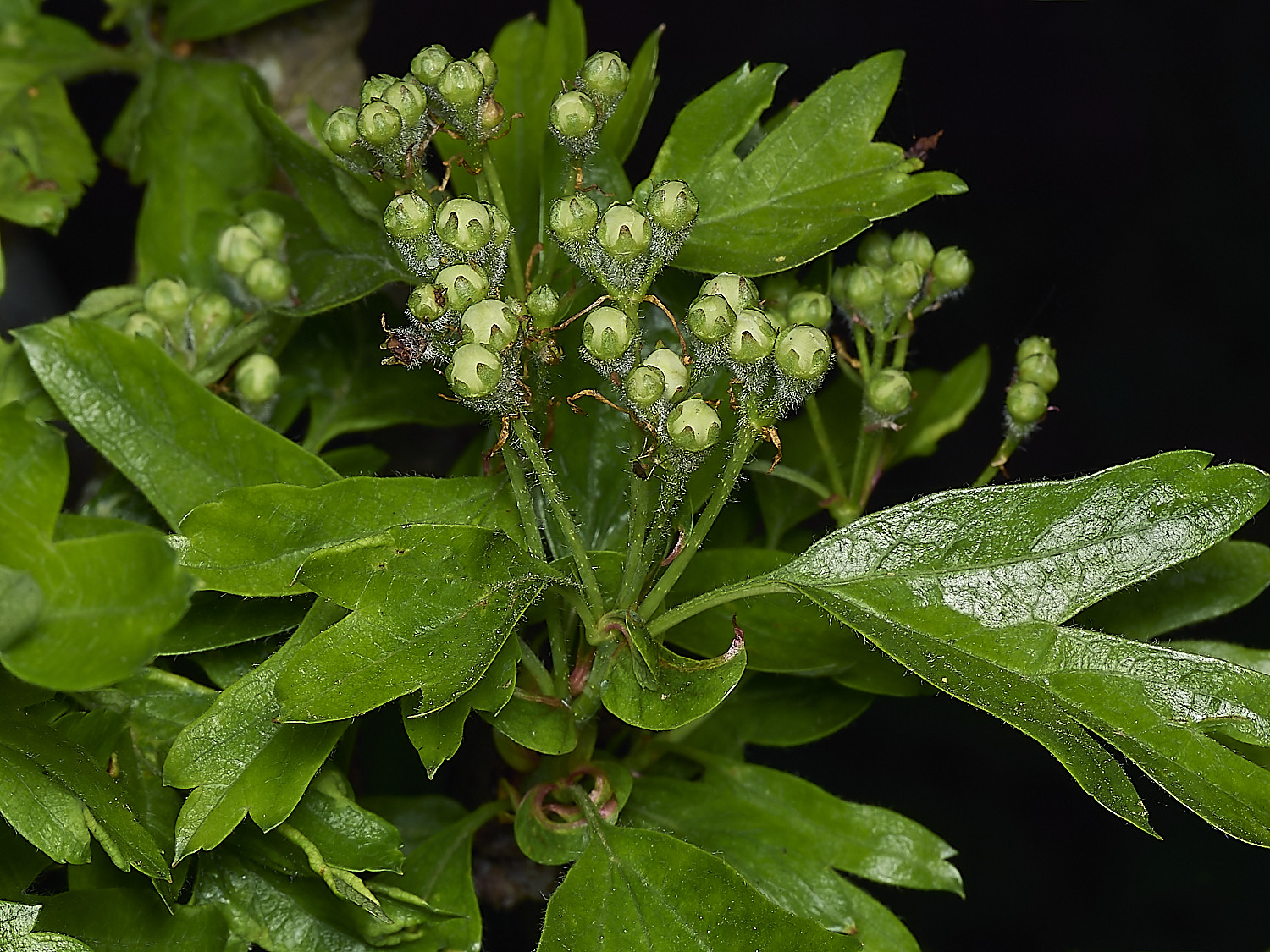 HanworthHawthorn220426-2