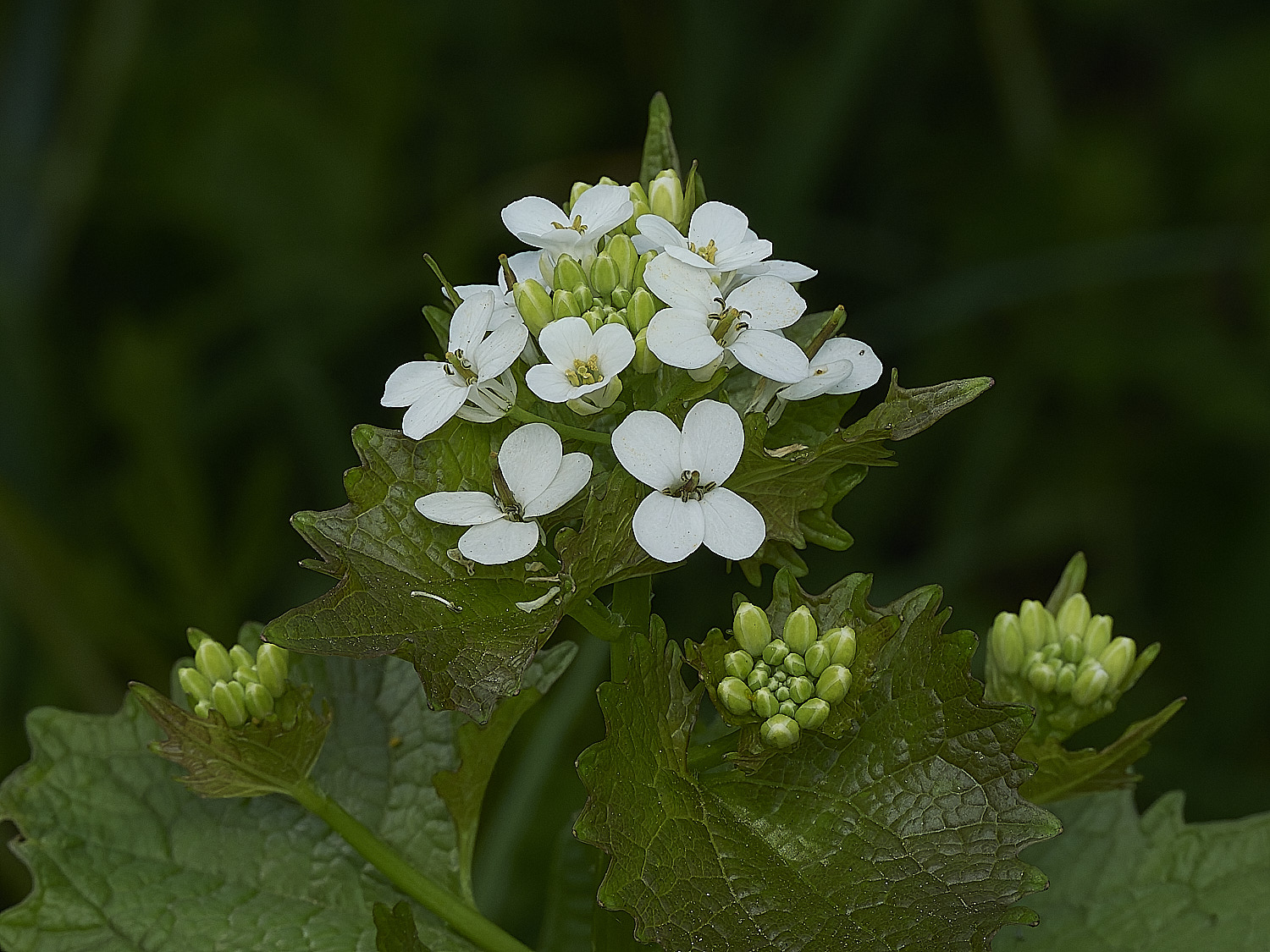 HanworthHedgeMustard180426-1