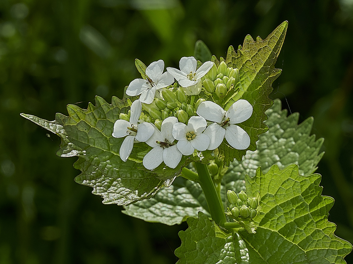 HanworthHedgeMustard180426-2