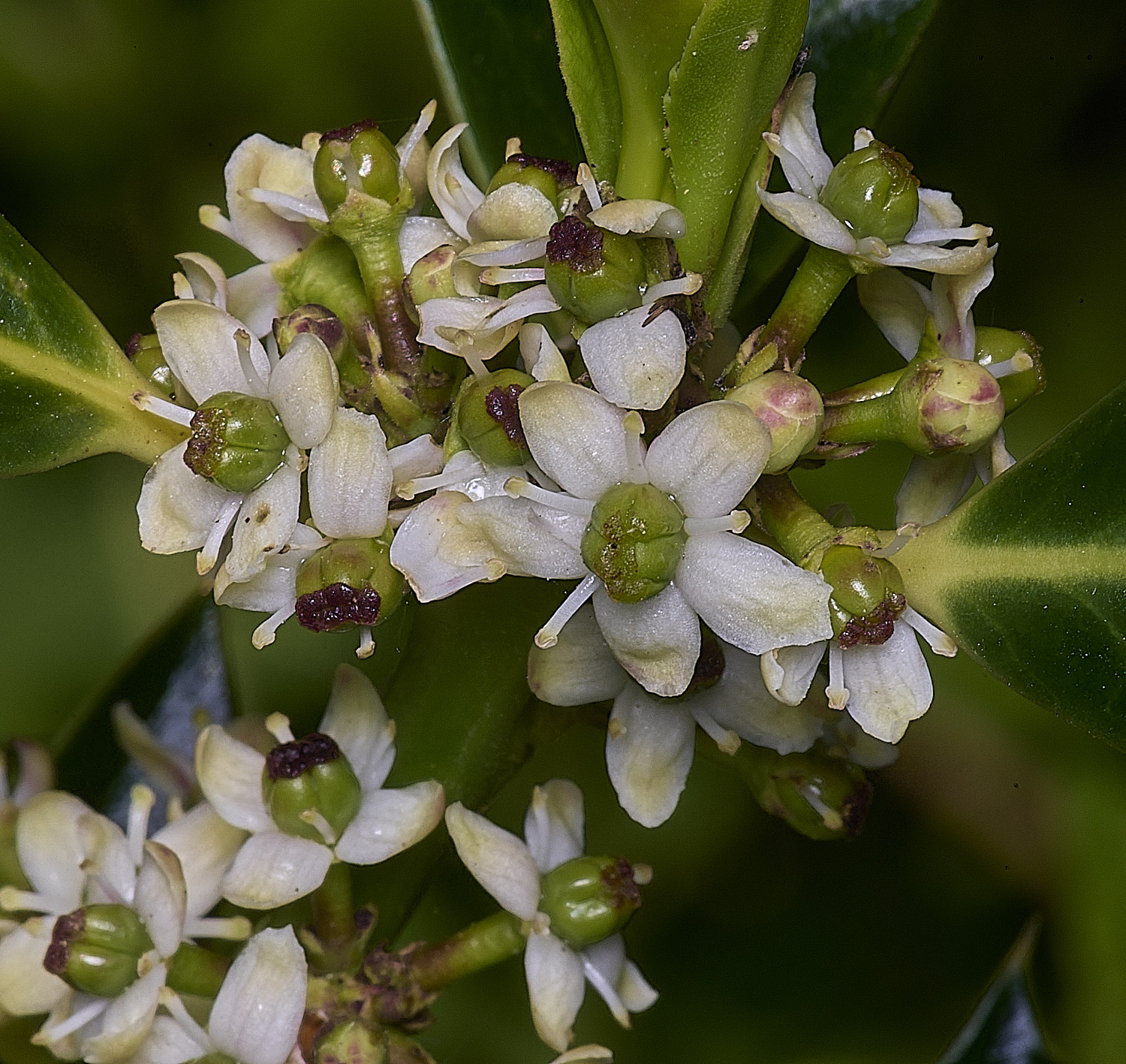 HanworthHolly090526-3