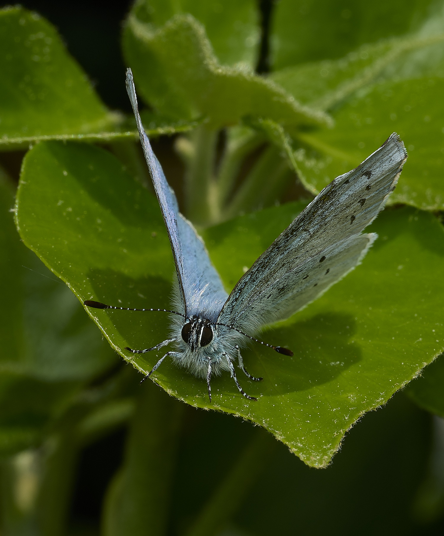 HanworthHollyBlue080526-1