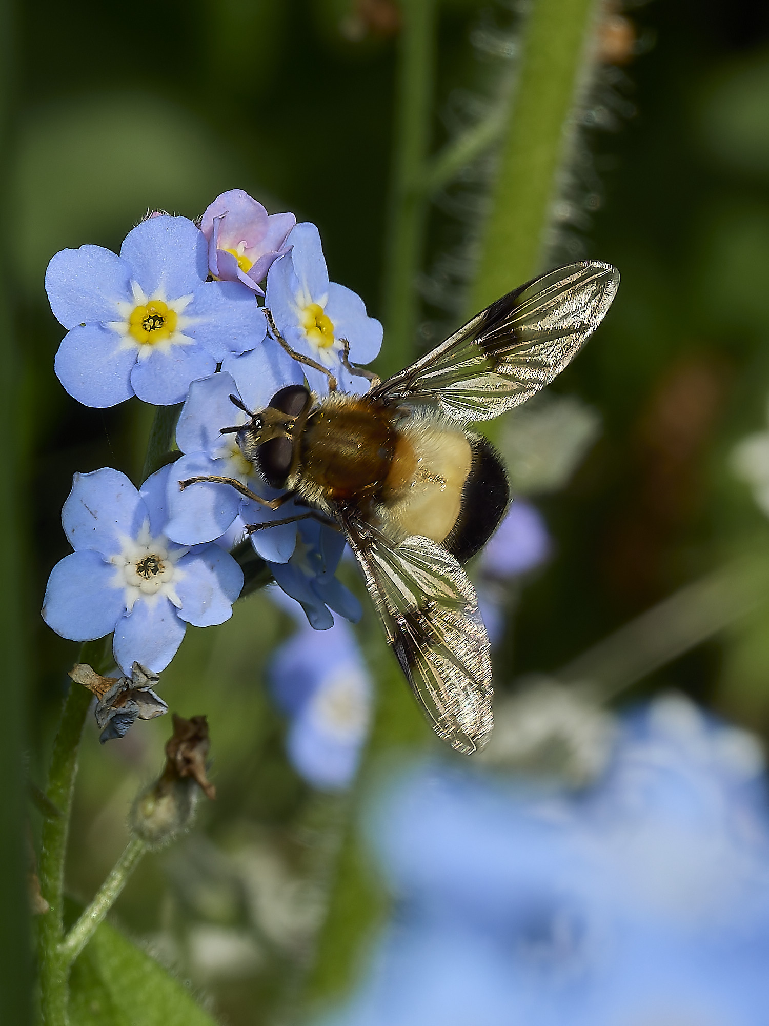 HanworthHoverfly080526-1
