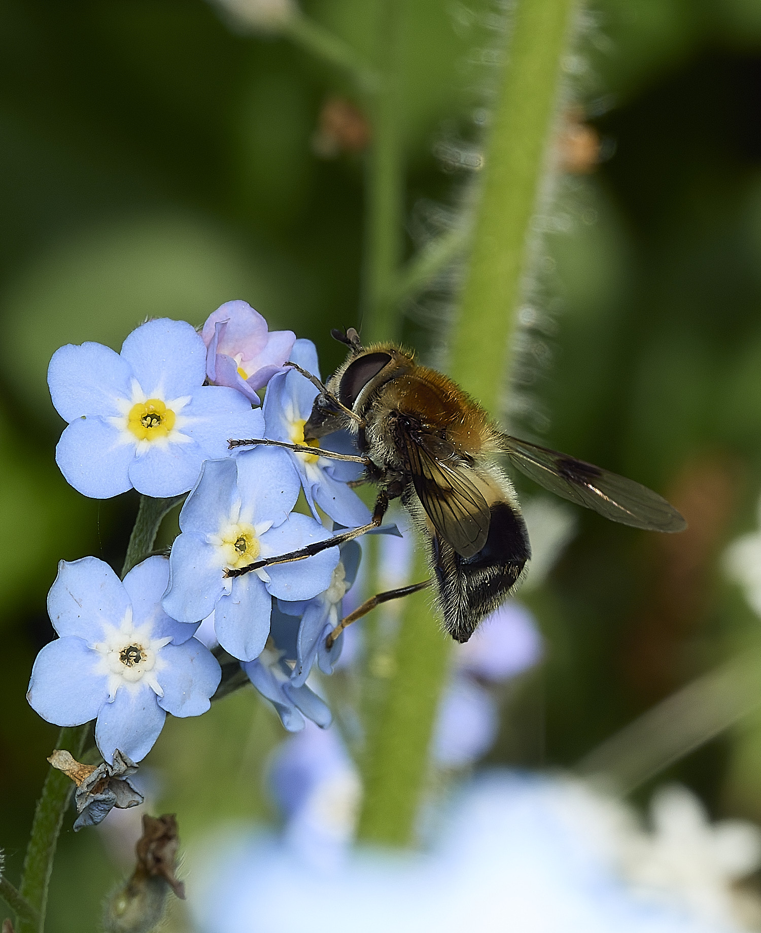 HanworthHoverfly080526-3