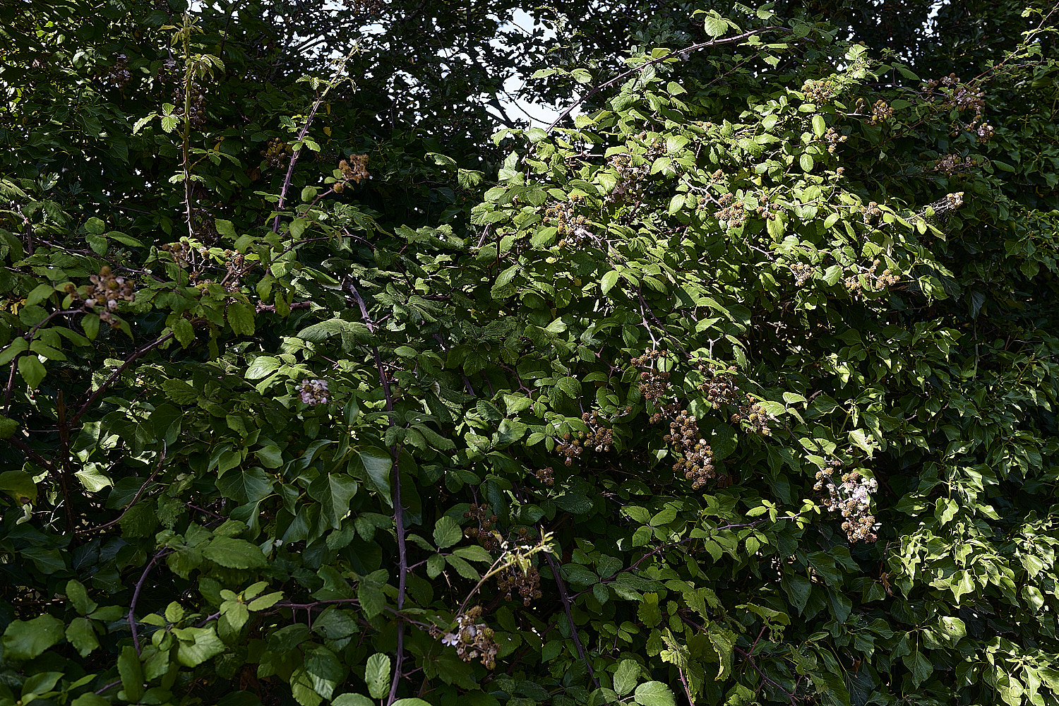 HanworthIBushView24076-1