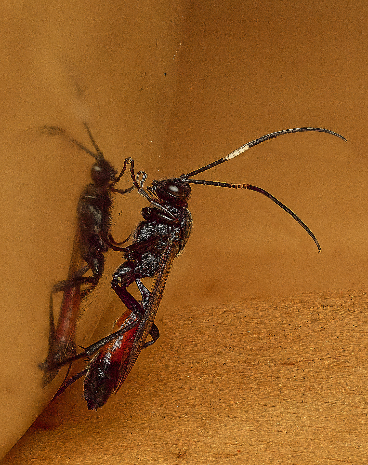 HanworthIchneumon230326-1