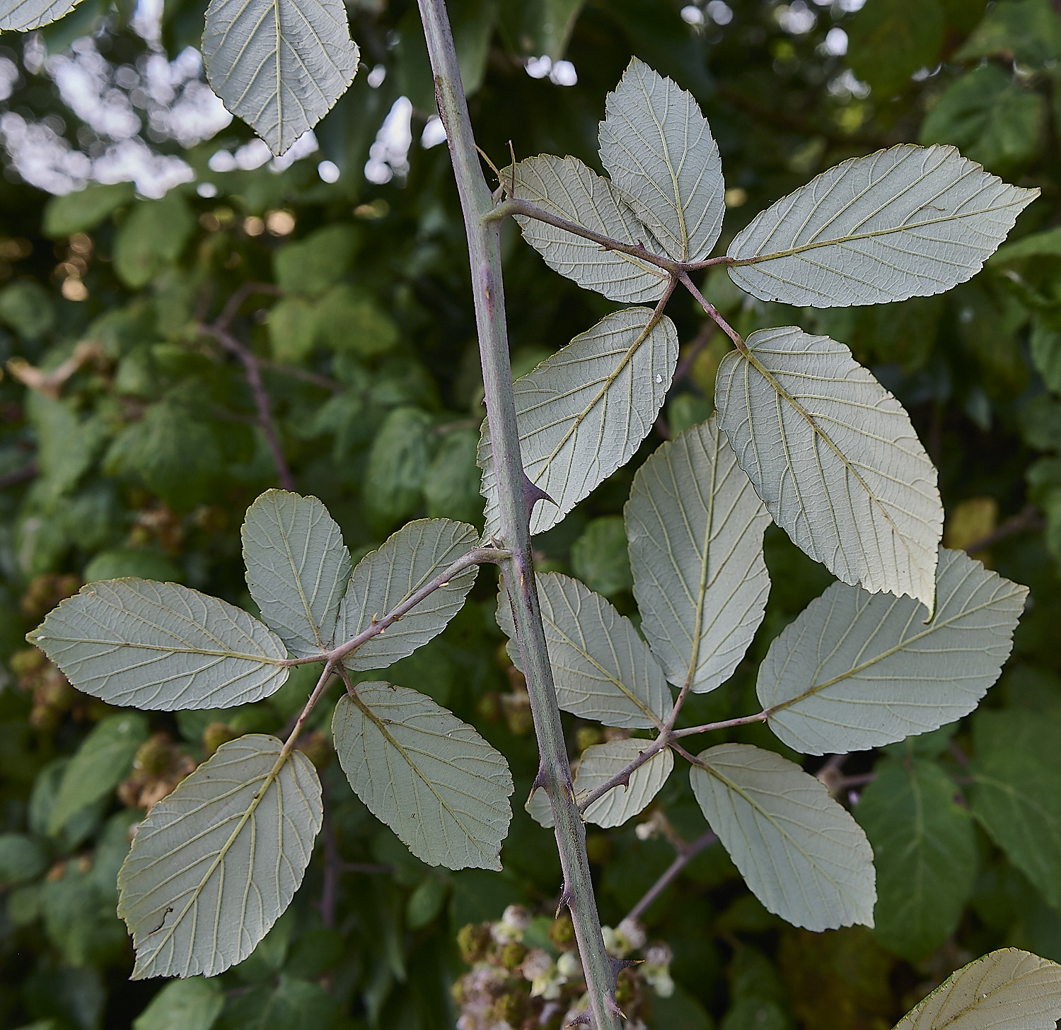 HanworthILeafabaxial24076-3