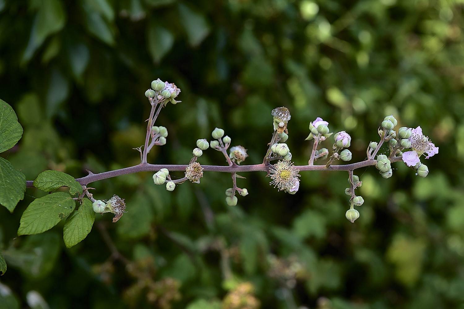 HanworthInflorescence24076-1