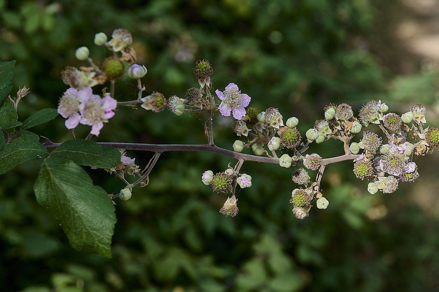 HanworthInflorescence24076-2