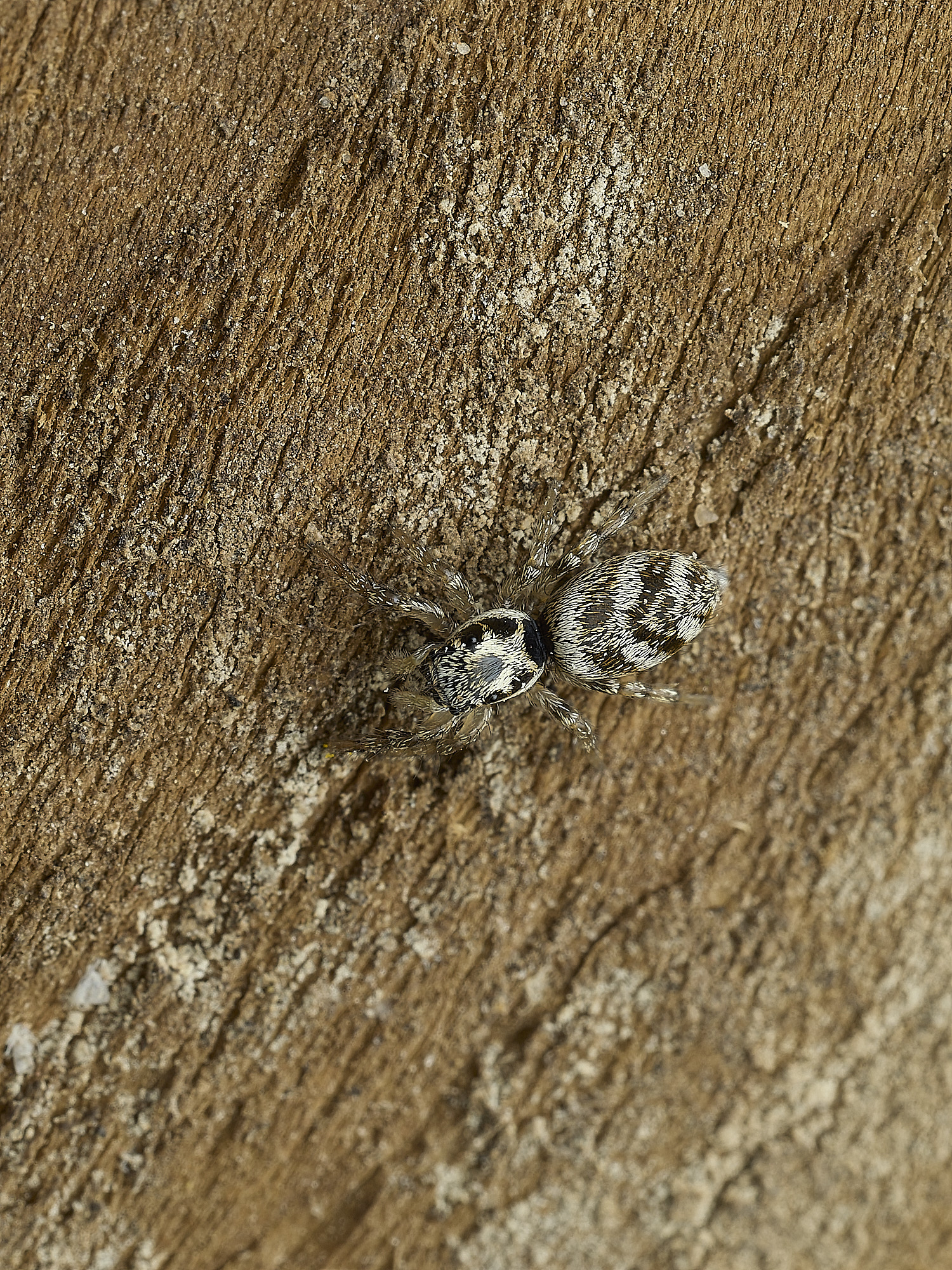 HanworthJumpingSpider300526-1