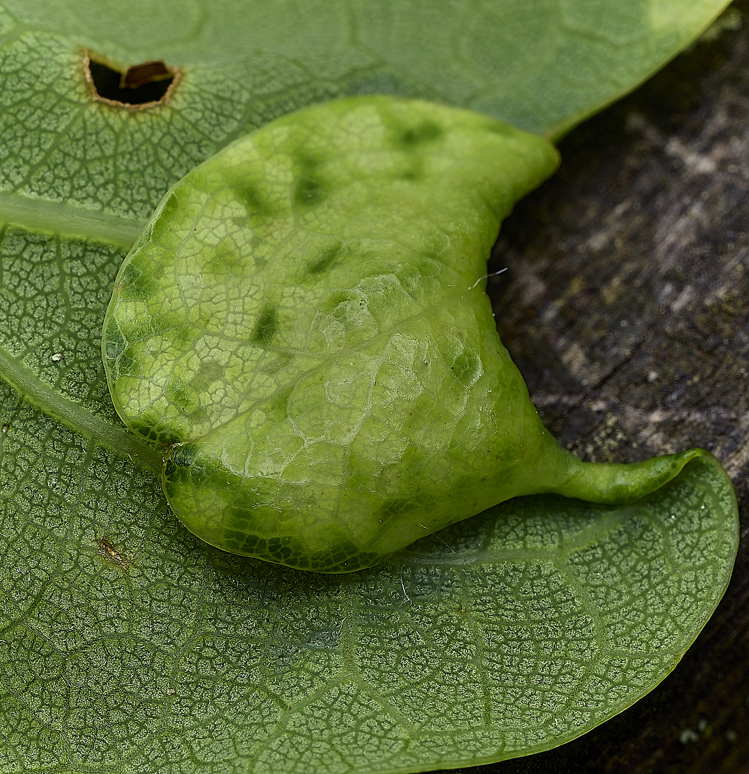 HanworthLeafCurl240625-1