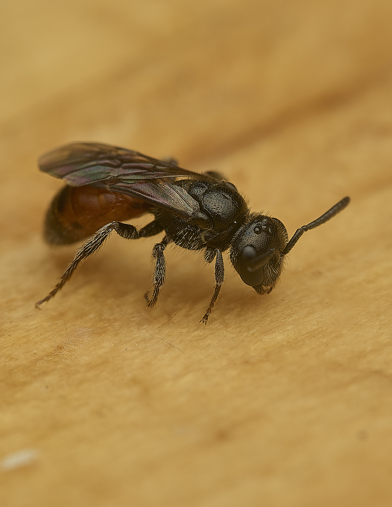 HanworthlodBee120526-5