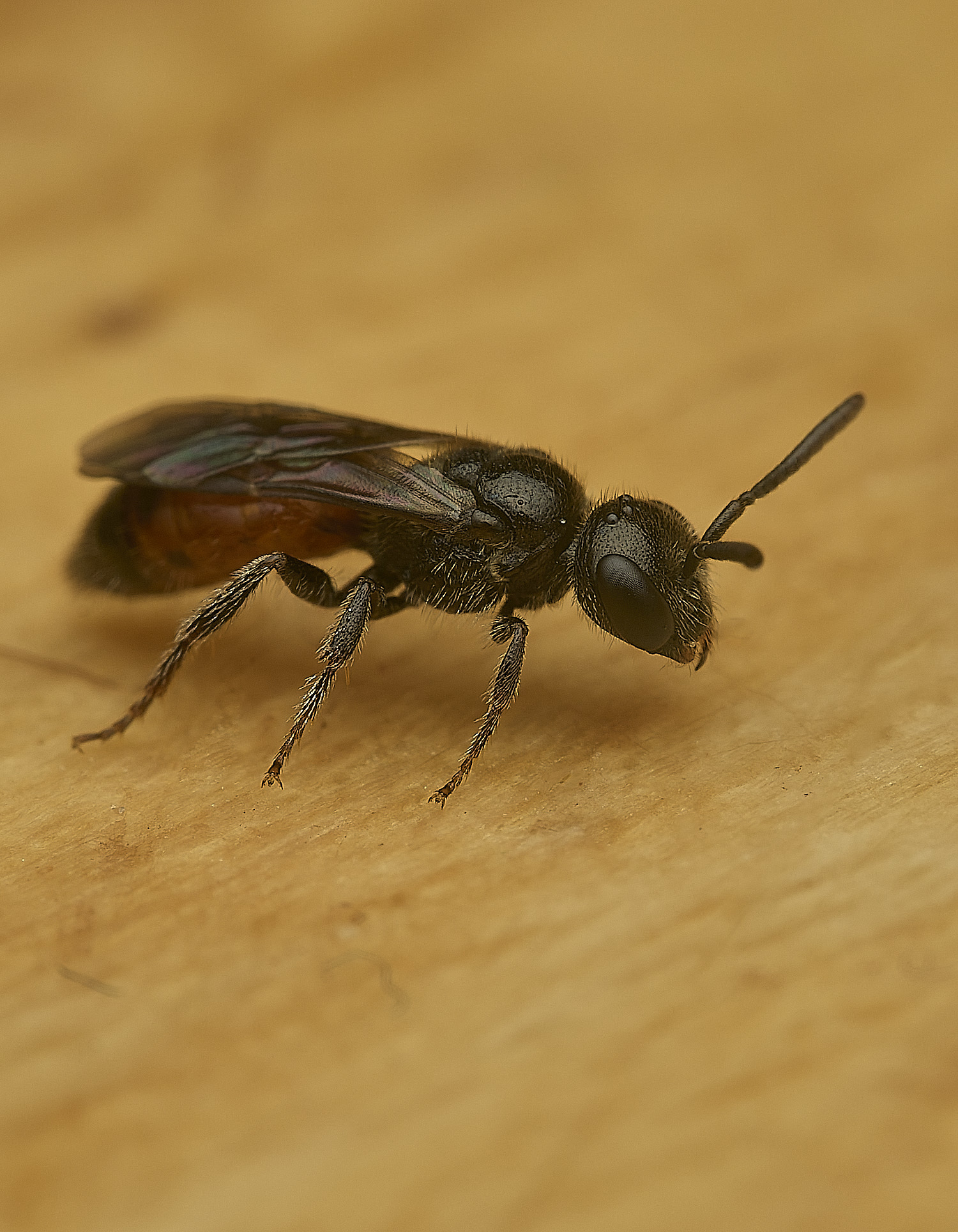 HanworthlodBee120526-6