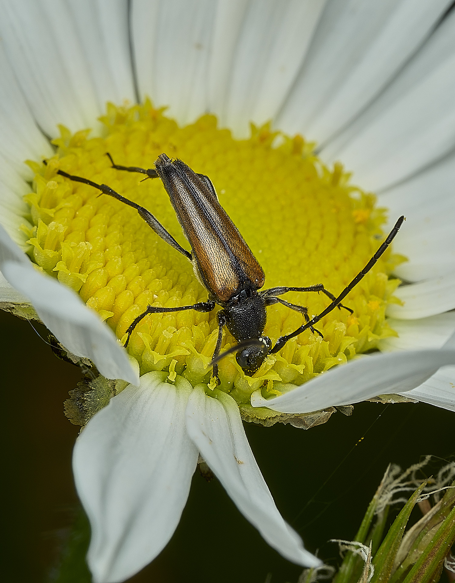 HanworthLonghorn290526-1