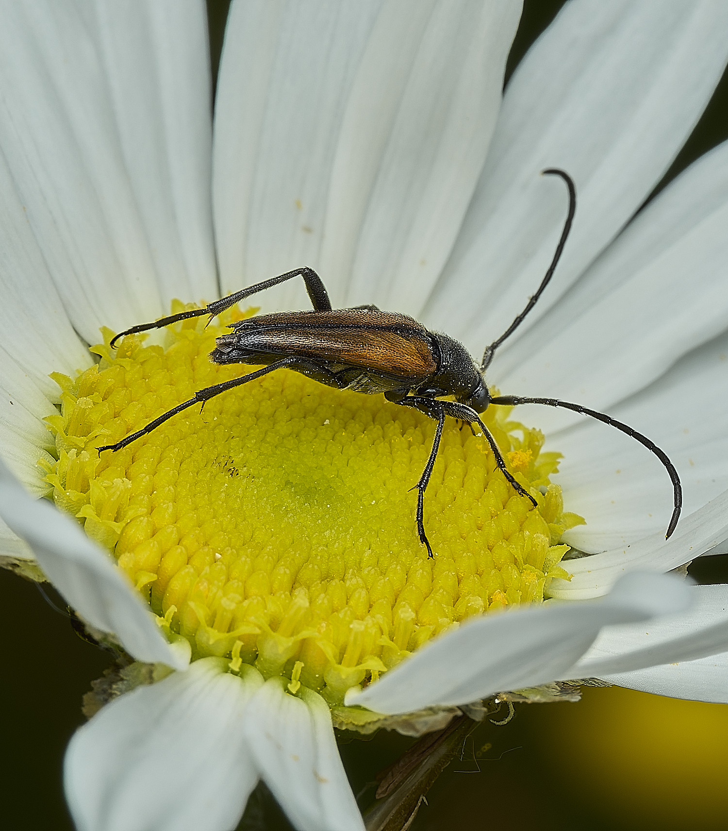 HanworthLonghorn290526-2
