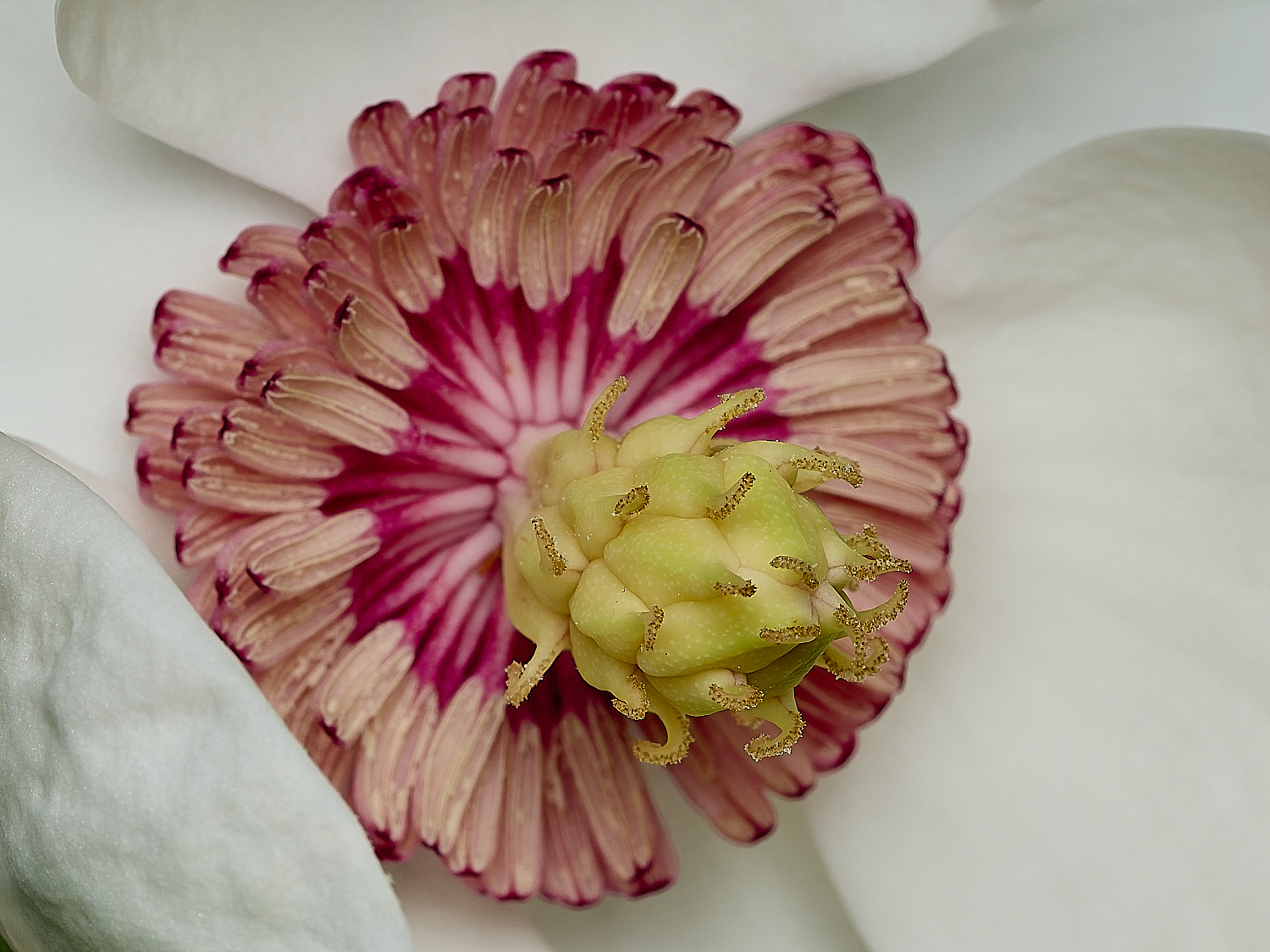 HanworthMagnolia240625-2
