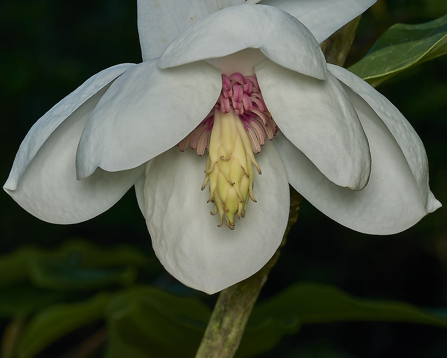 HanworthMagnolia240625-3
