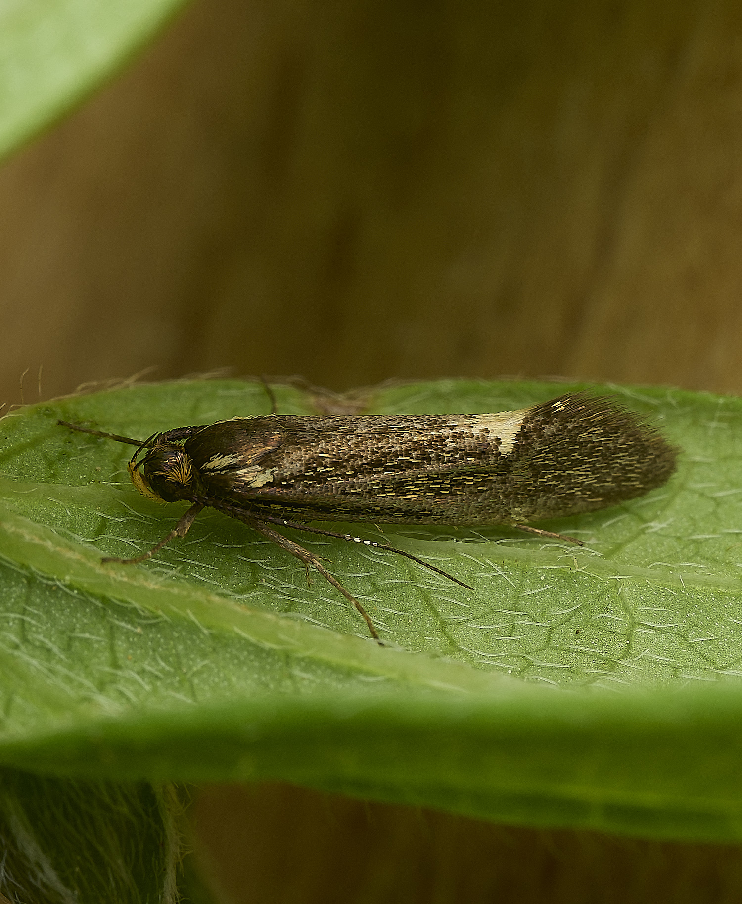 HanworthMoth150526-1