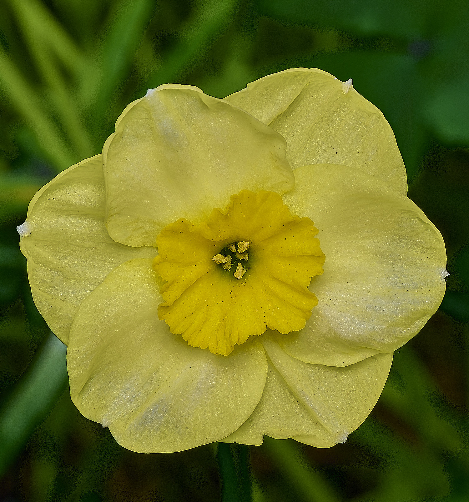 HanworthNarcissus180426-1
