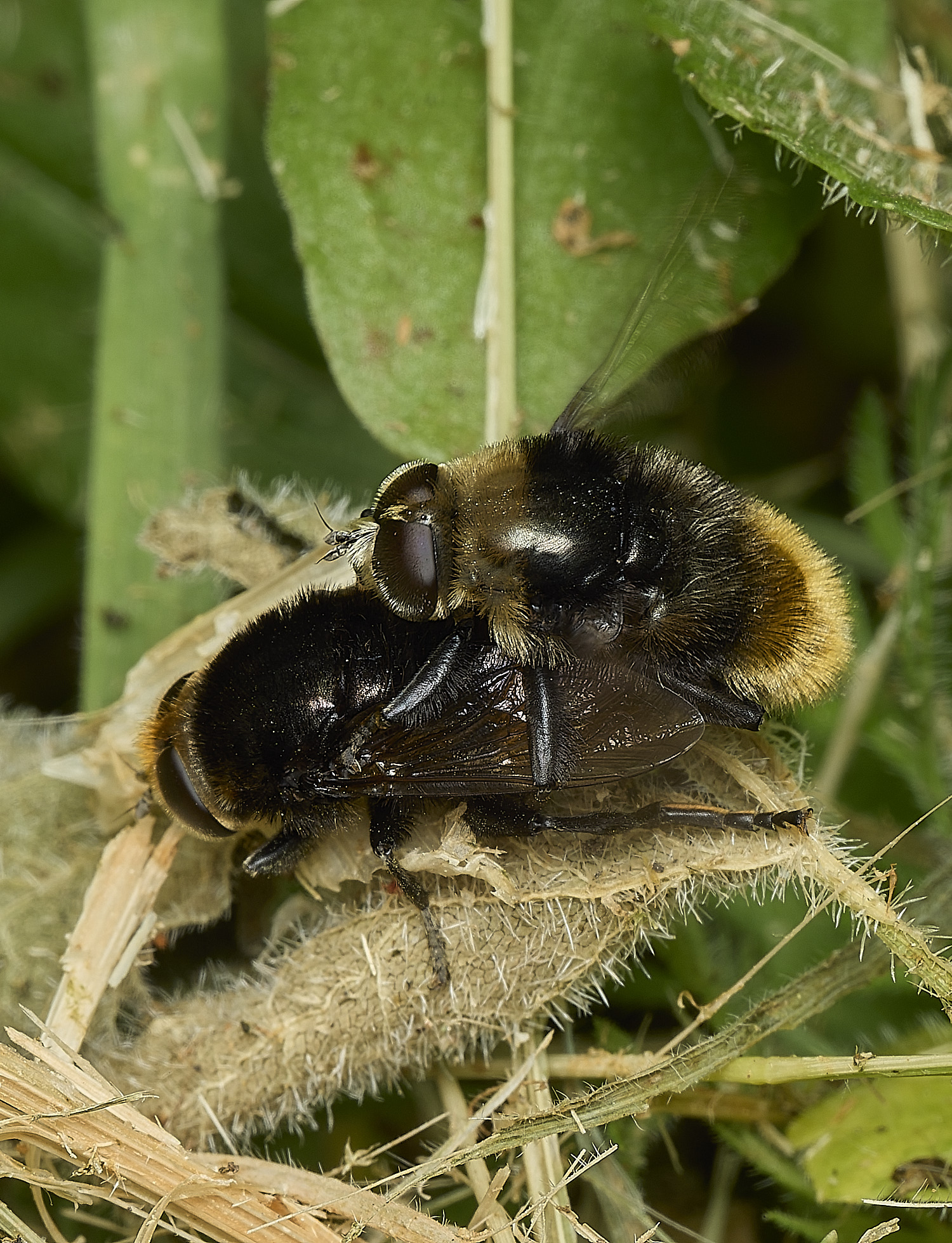 HanworthNarcissusBulbFly290526-1