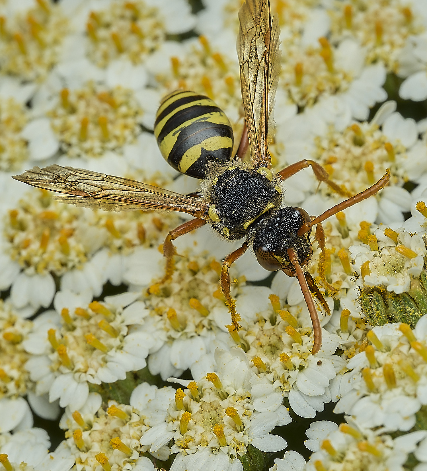 HanworthNgoodeniana310526-1