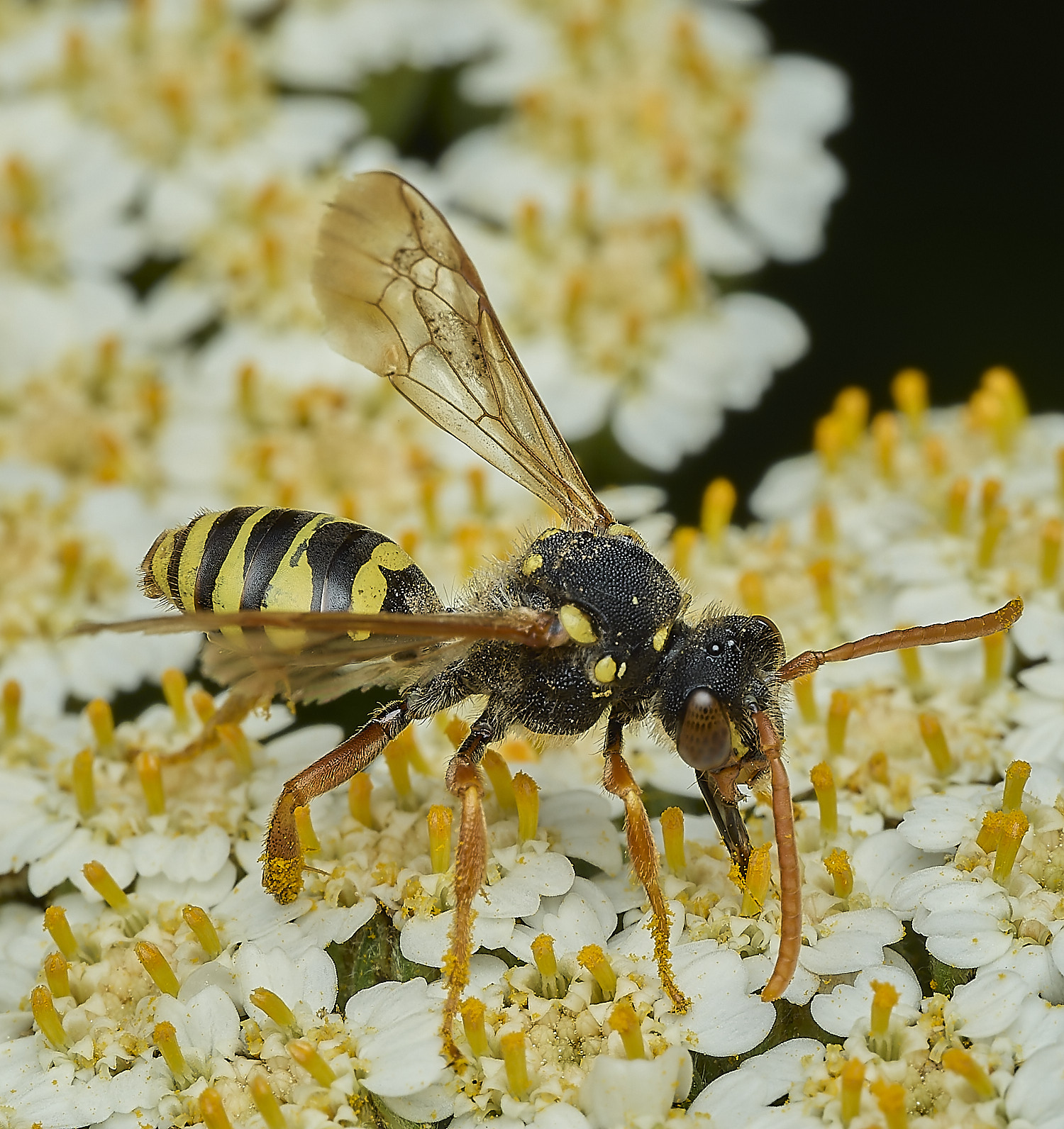 HanworthNgoodeniana310526-2