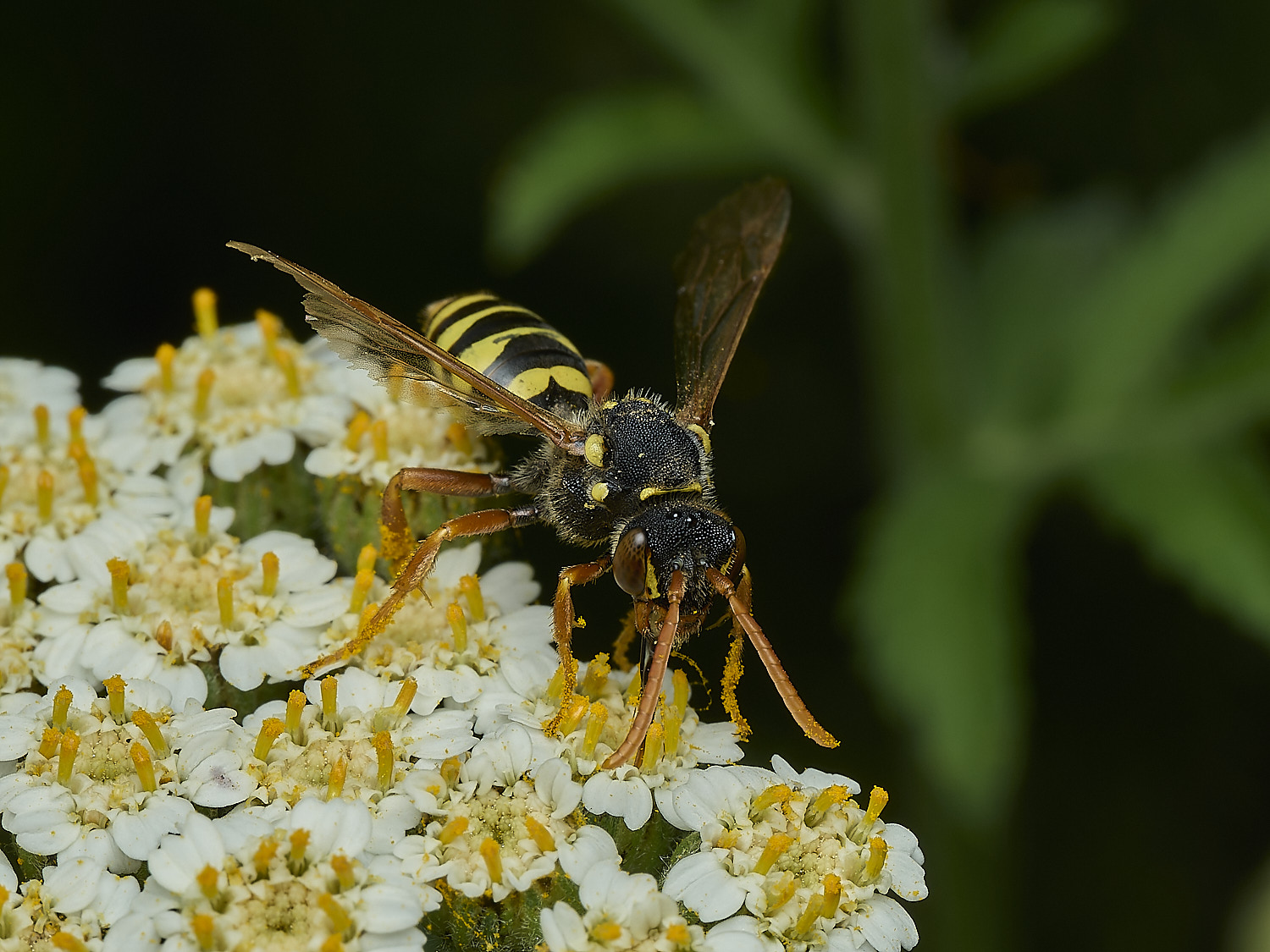 HanworthNgoodeniana310526-3