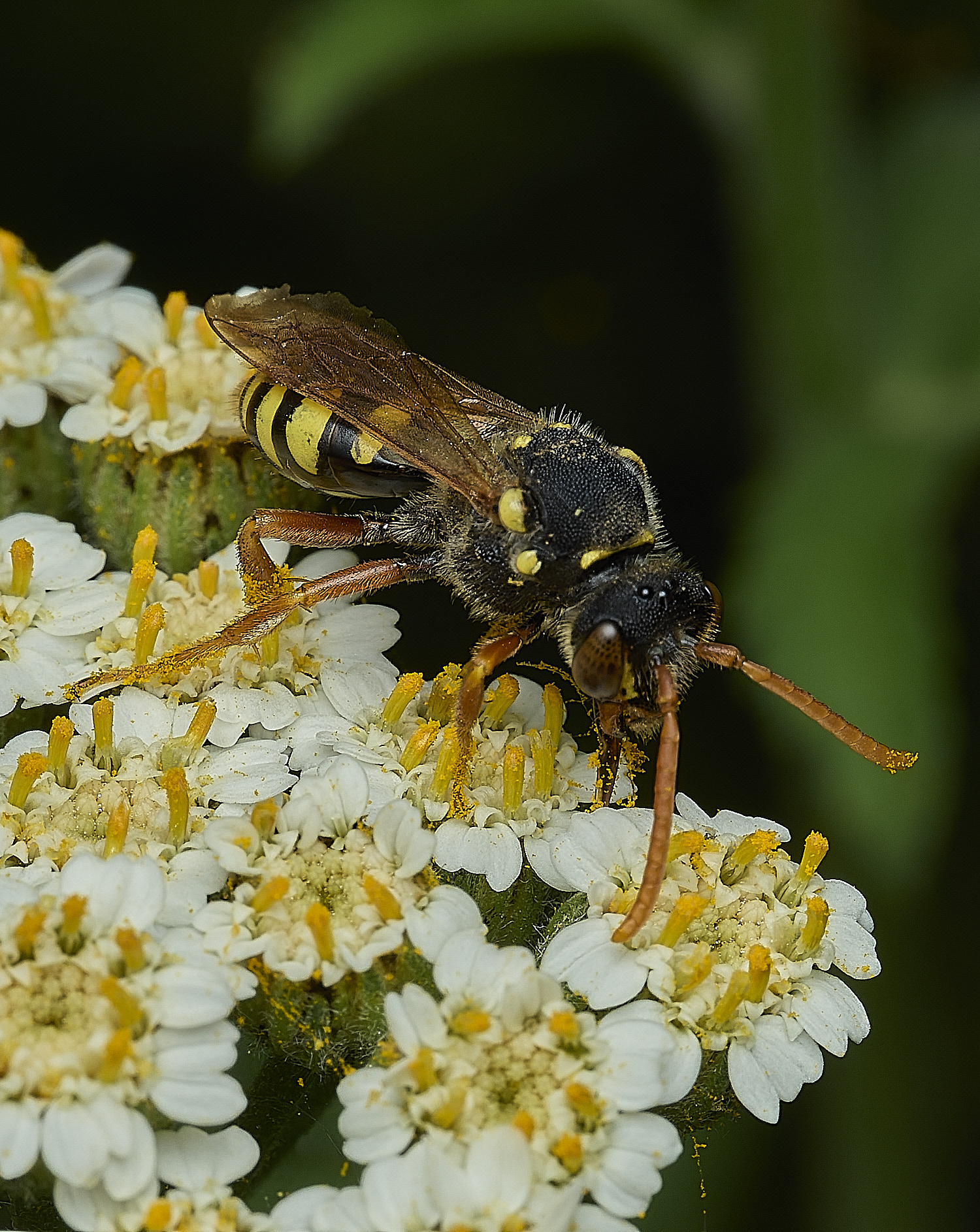 HanworthNgoodeniana310526-4