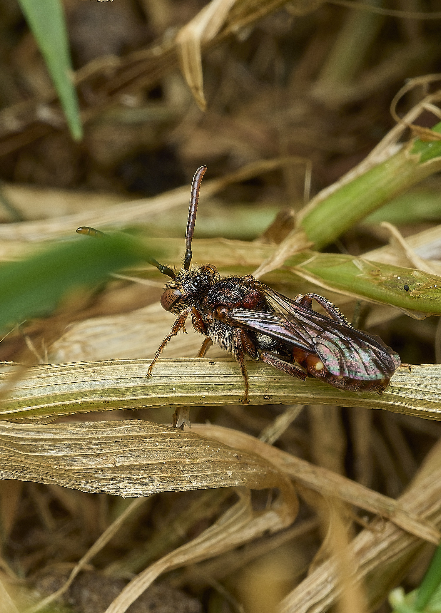 HanworthNguttulata080526-1