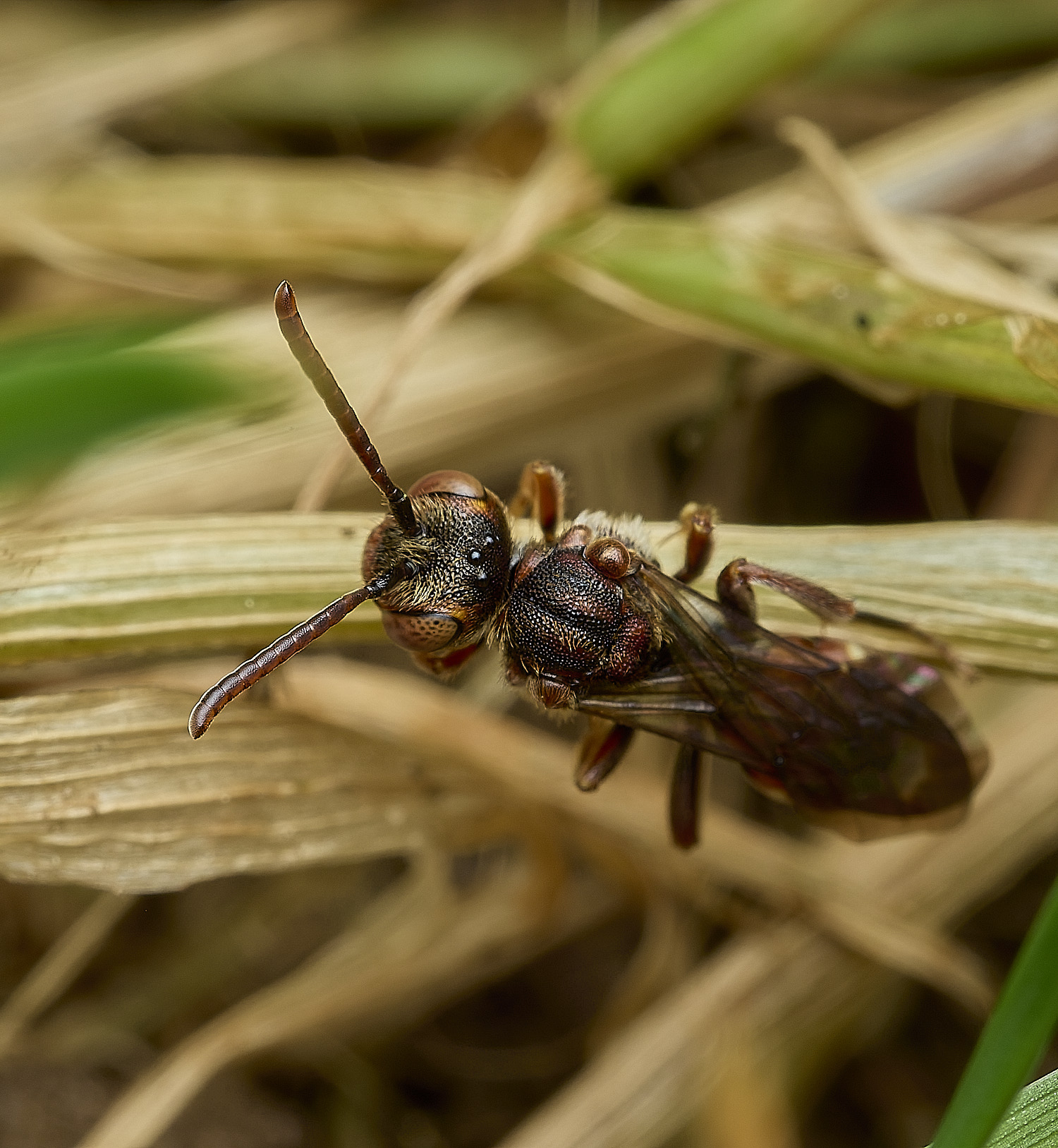 HanworthNguttulata080526-4