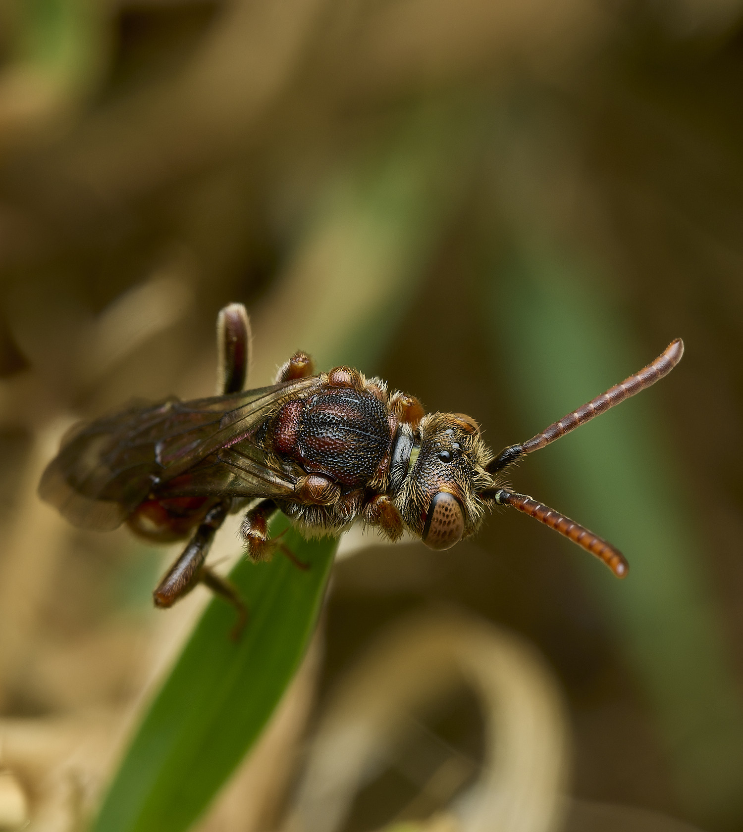 HanworthNguttulata080526-6