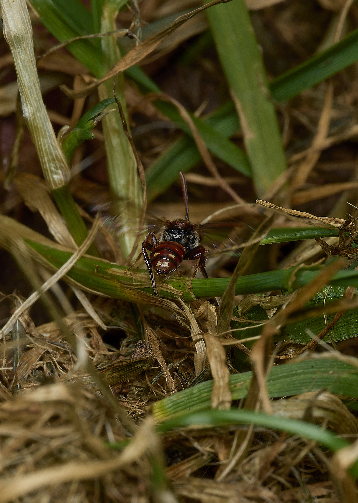 HanworthNguttulata080526-7