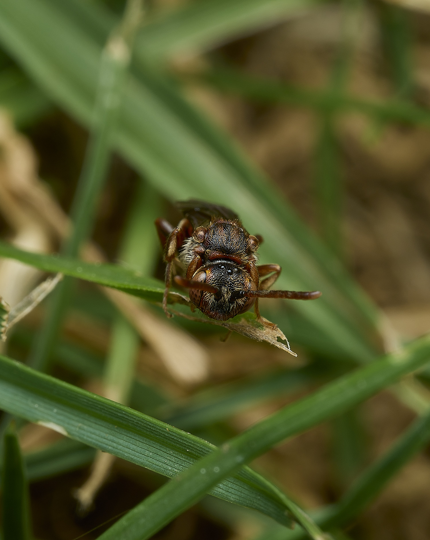 HanworthNguttulata080526-8
