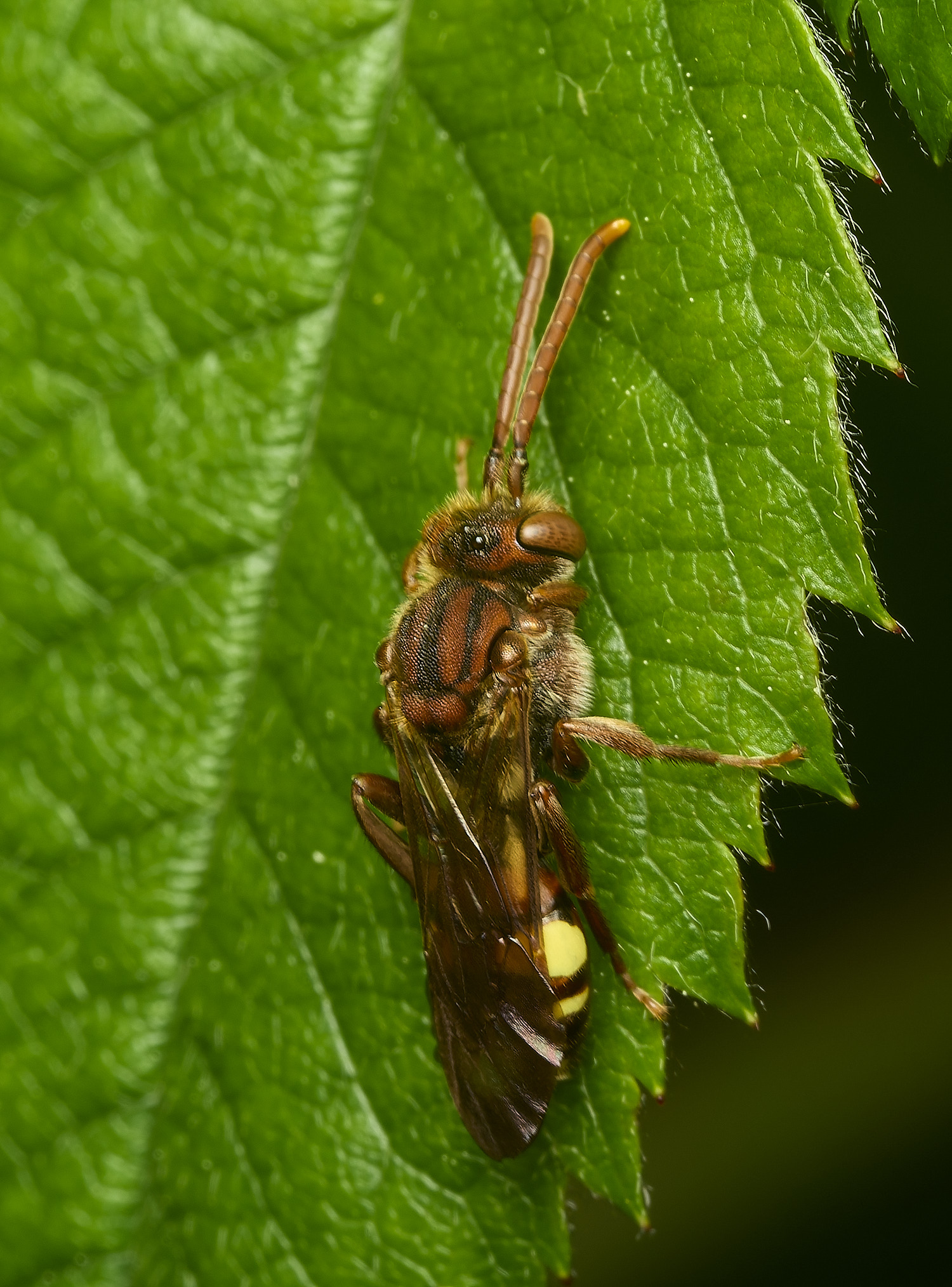 HanworthNguttulata100526-4