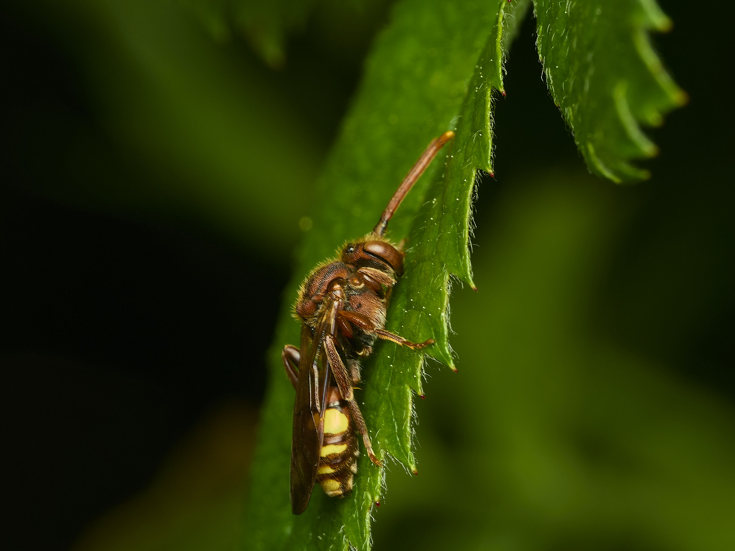 HanworthNguttulata100526-5