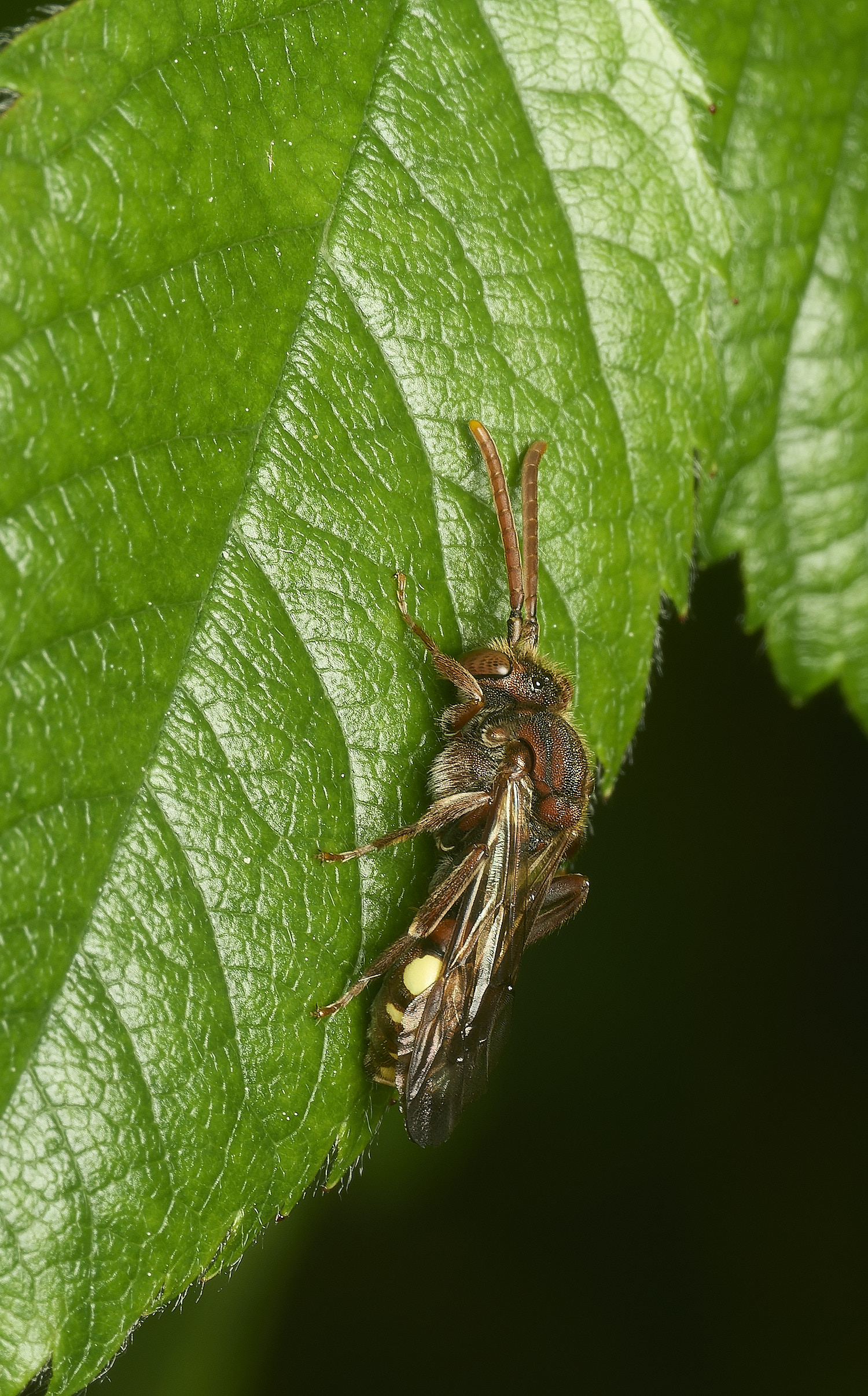 HanworthNguttulata100526-6