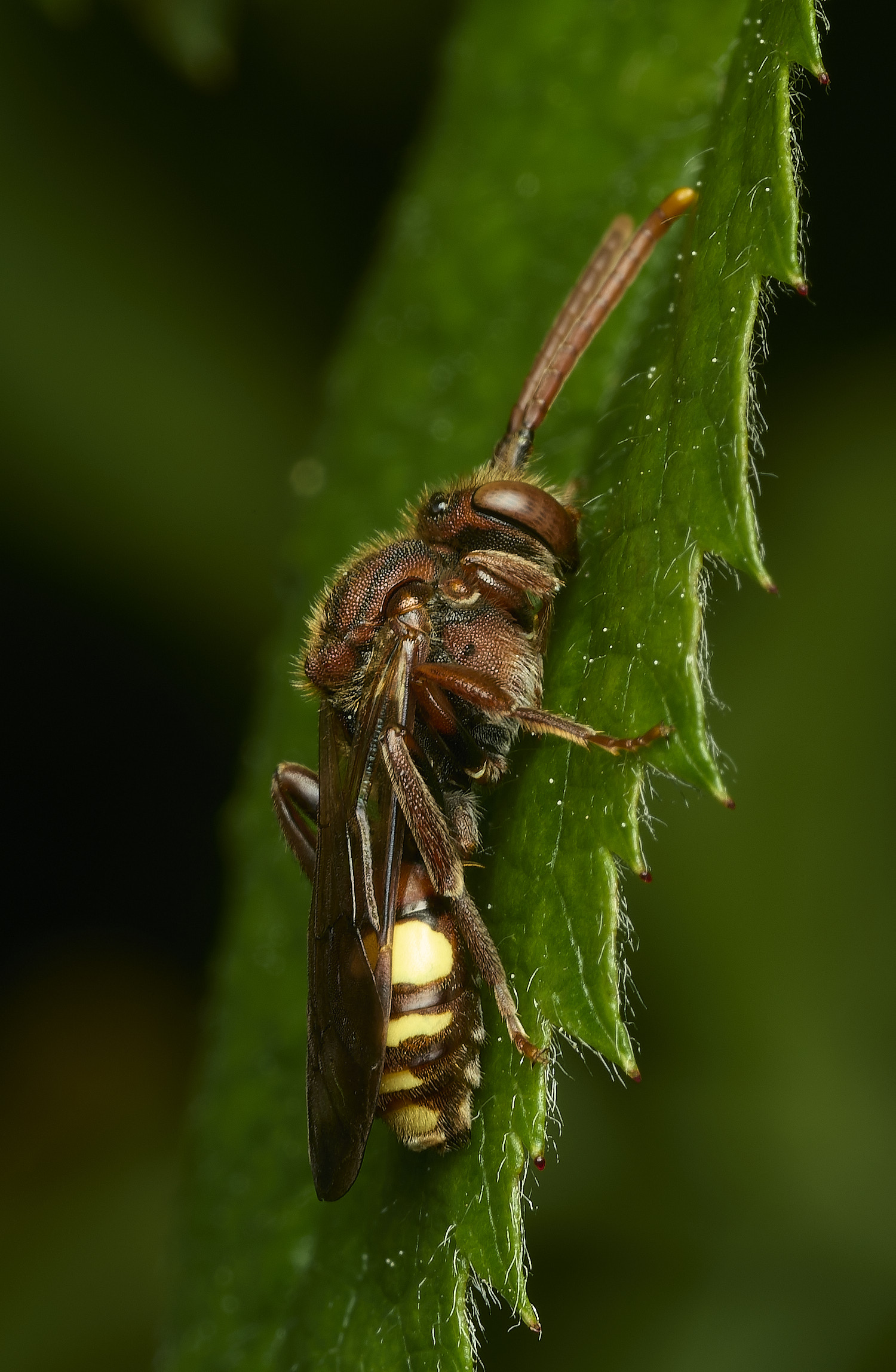 HanworthNguttulata100526-7