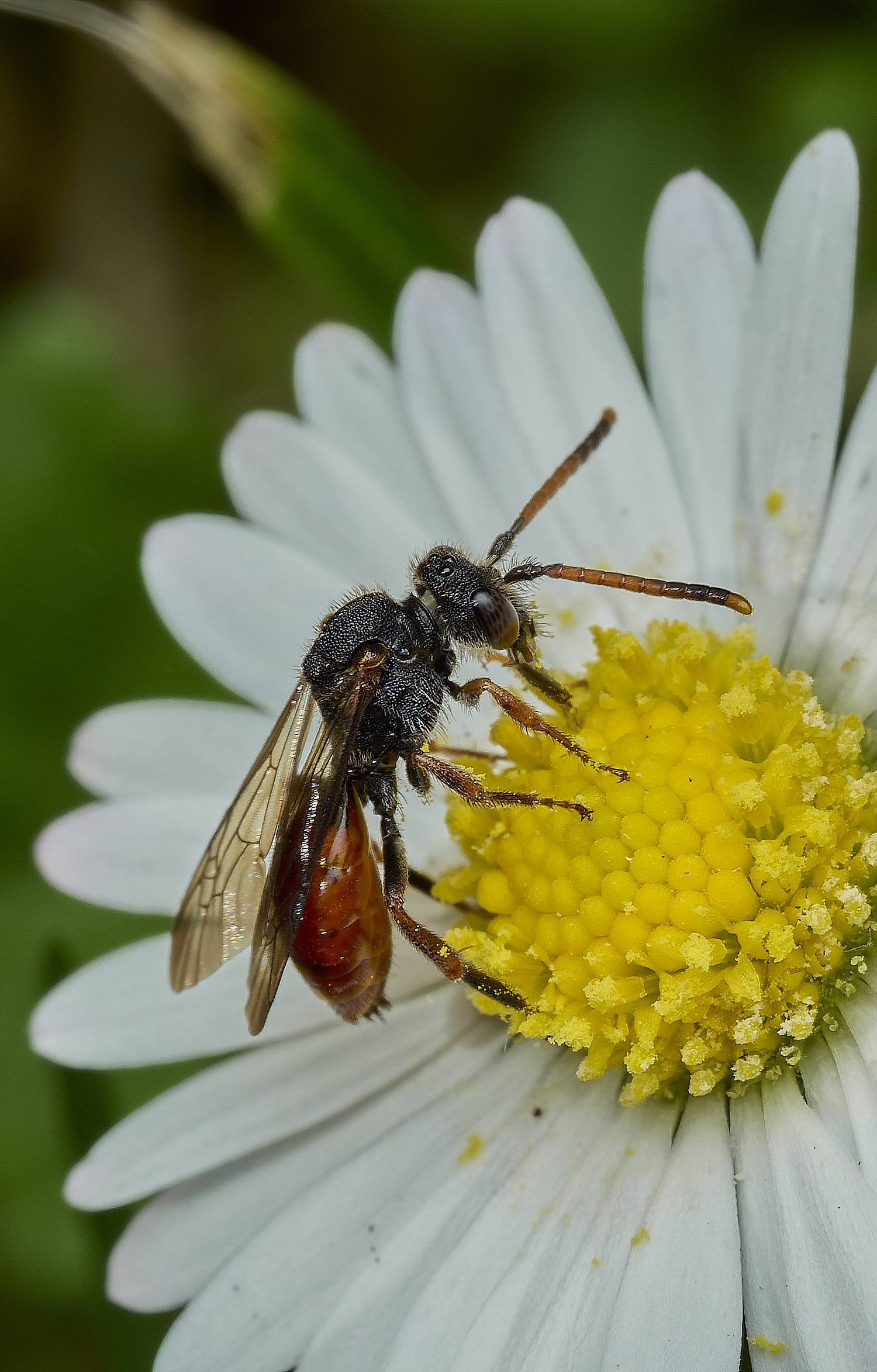 HanworthNomada240526-2