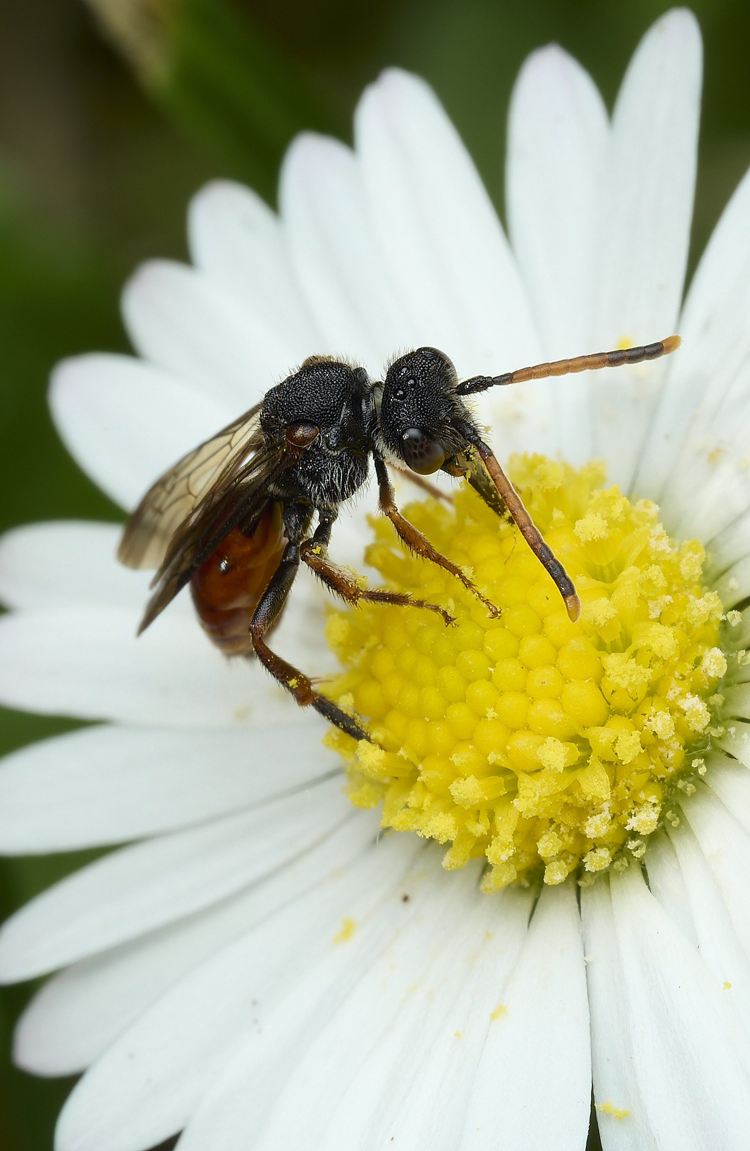 HanworthNomada240526-3